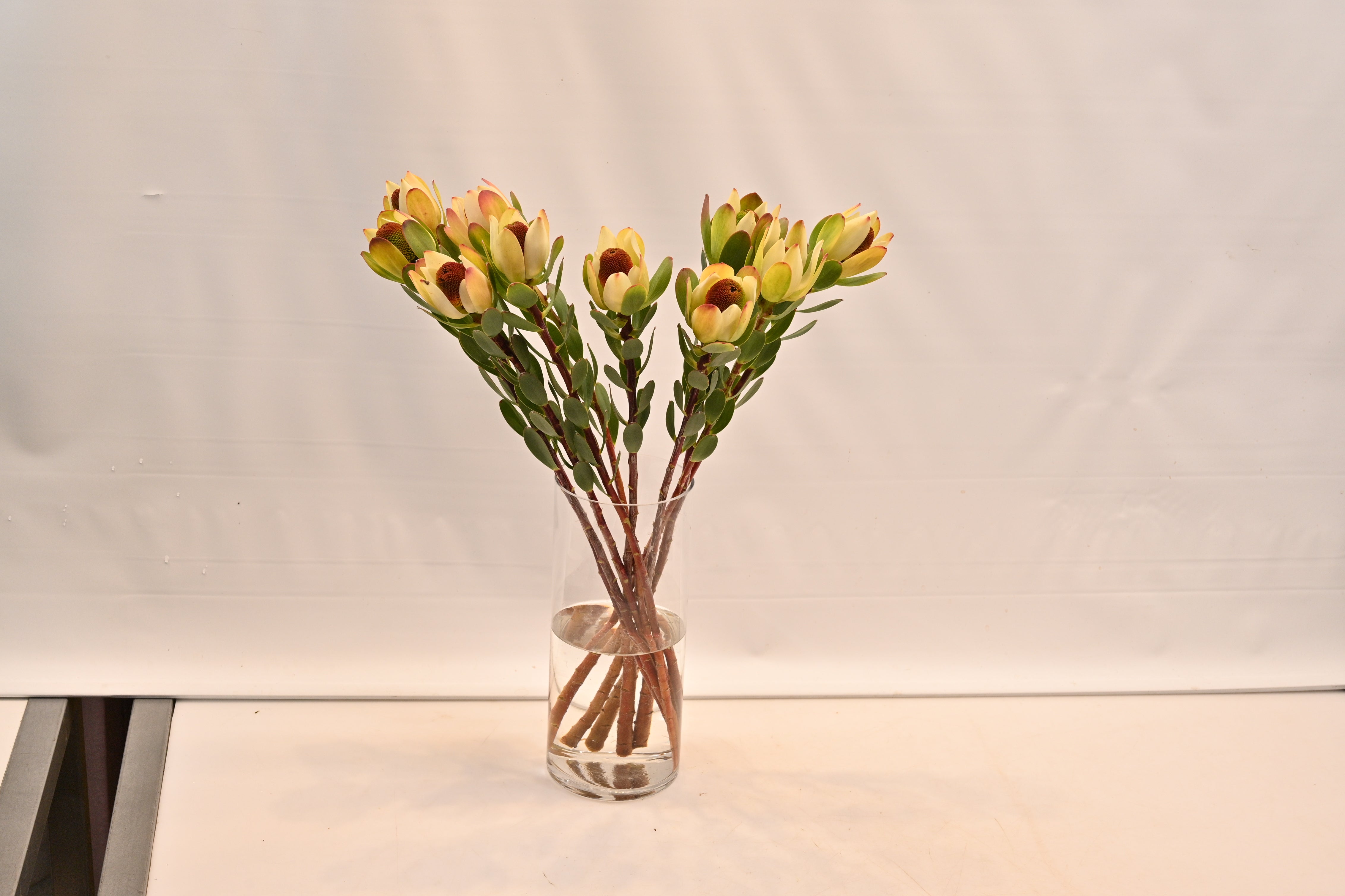 LEUCADENDRON POM POM Large