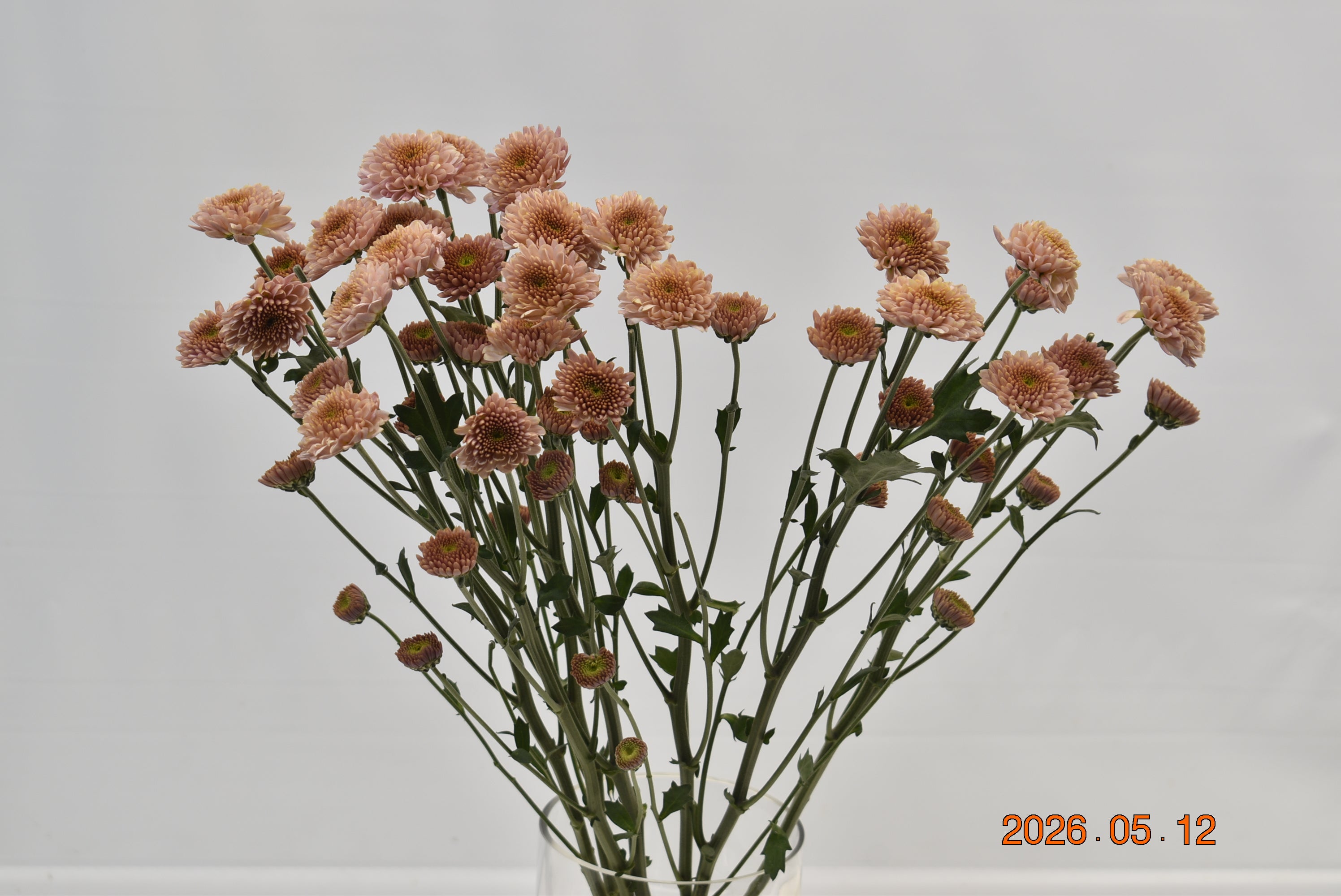 Chrysanthemum Sasaki Salmon Large