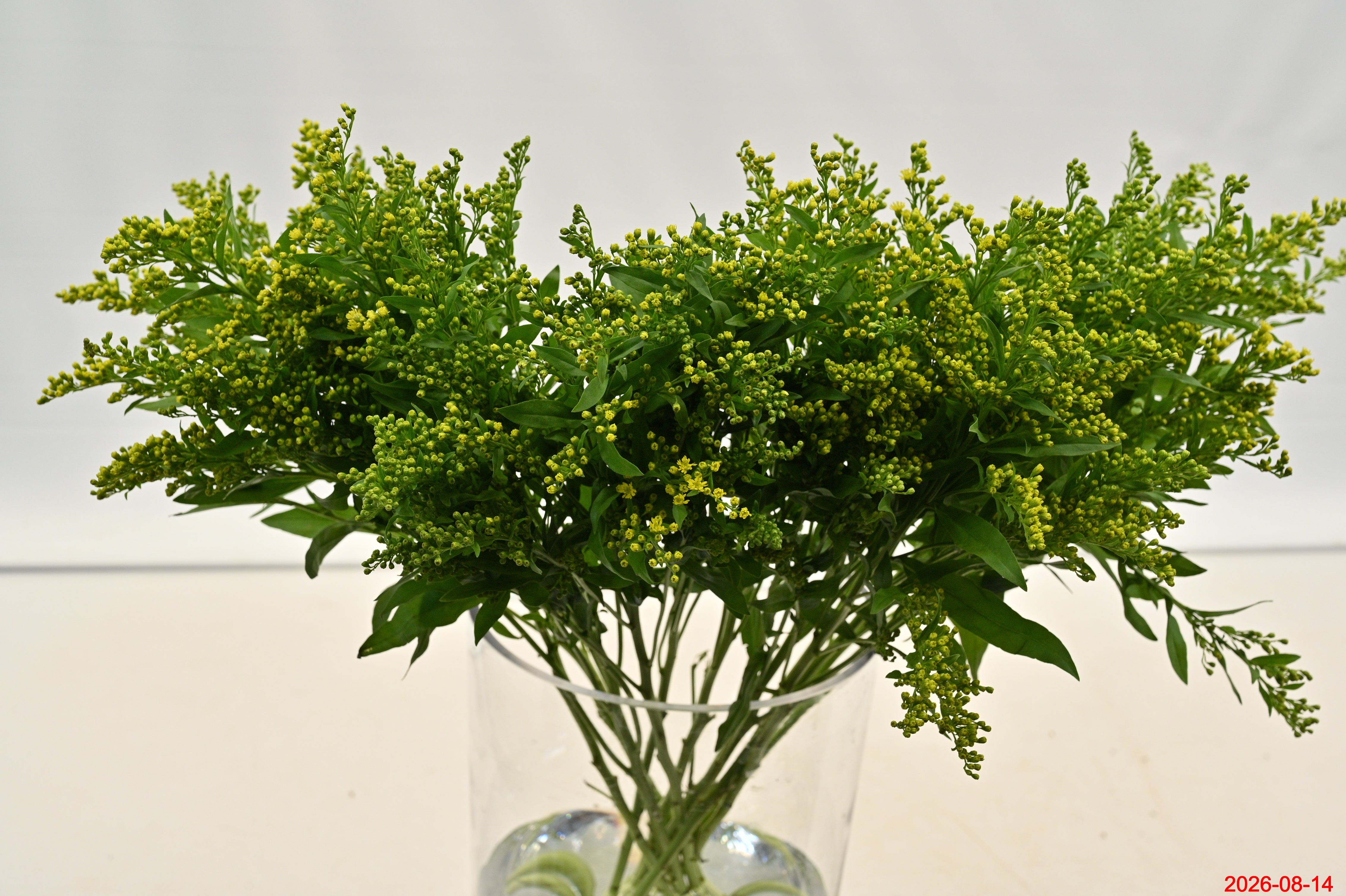 ASTER GOLDEN GLORY Large