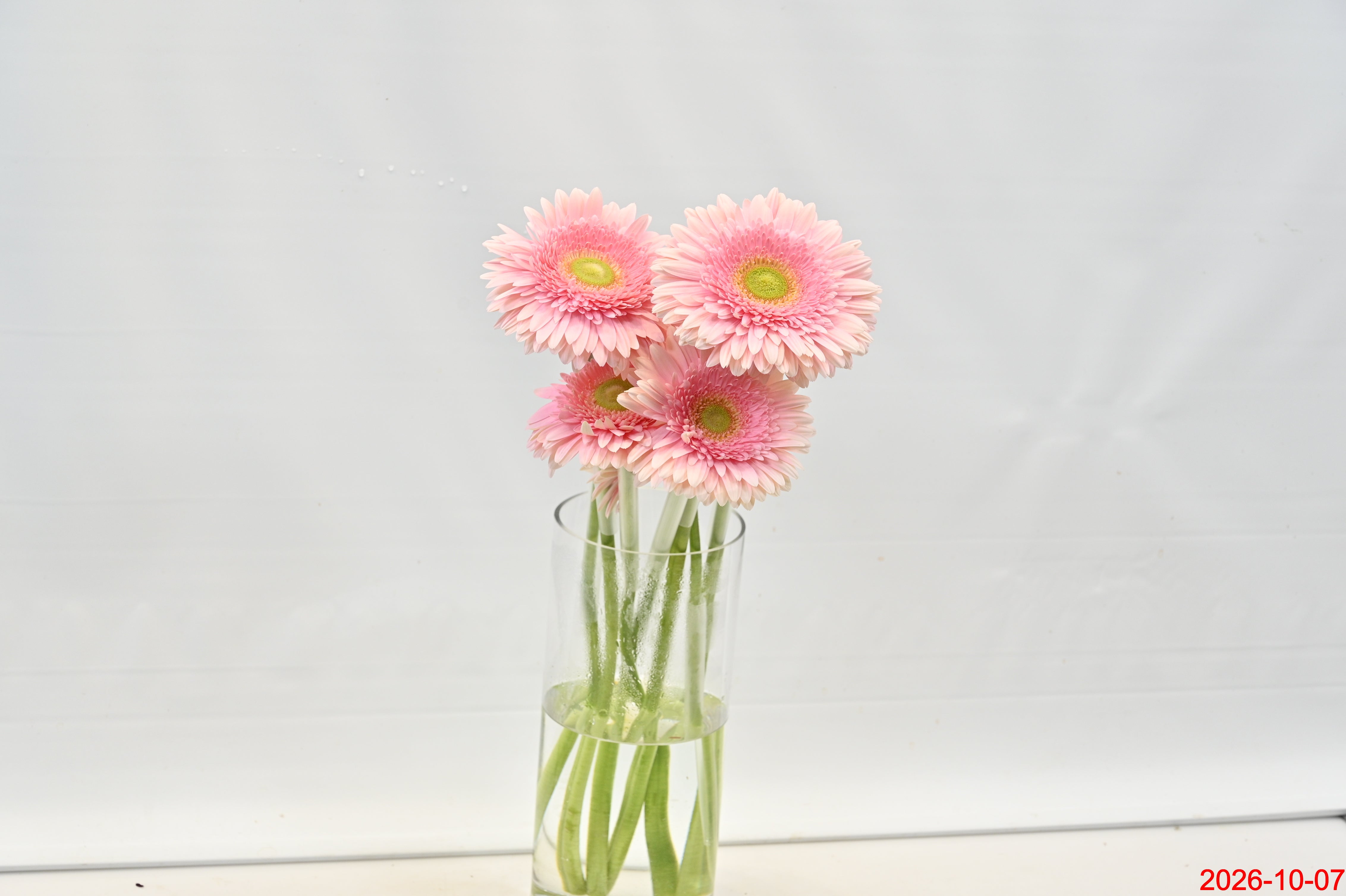 Gerbera Romella Large
