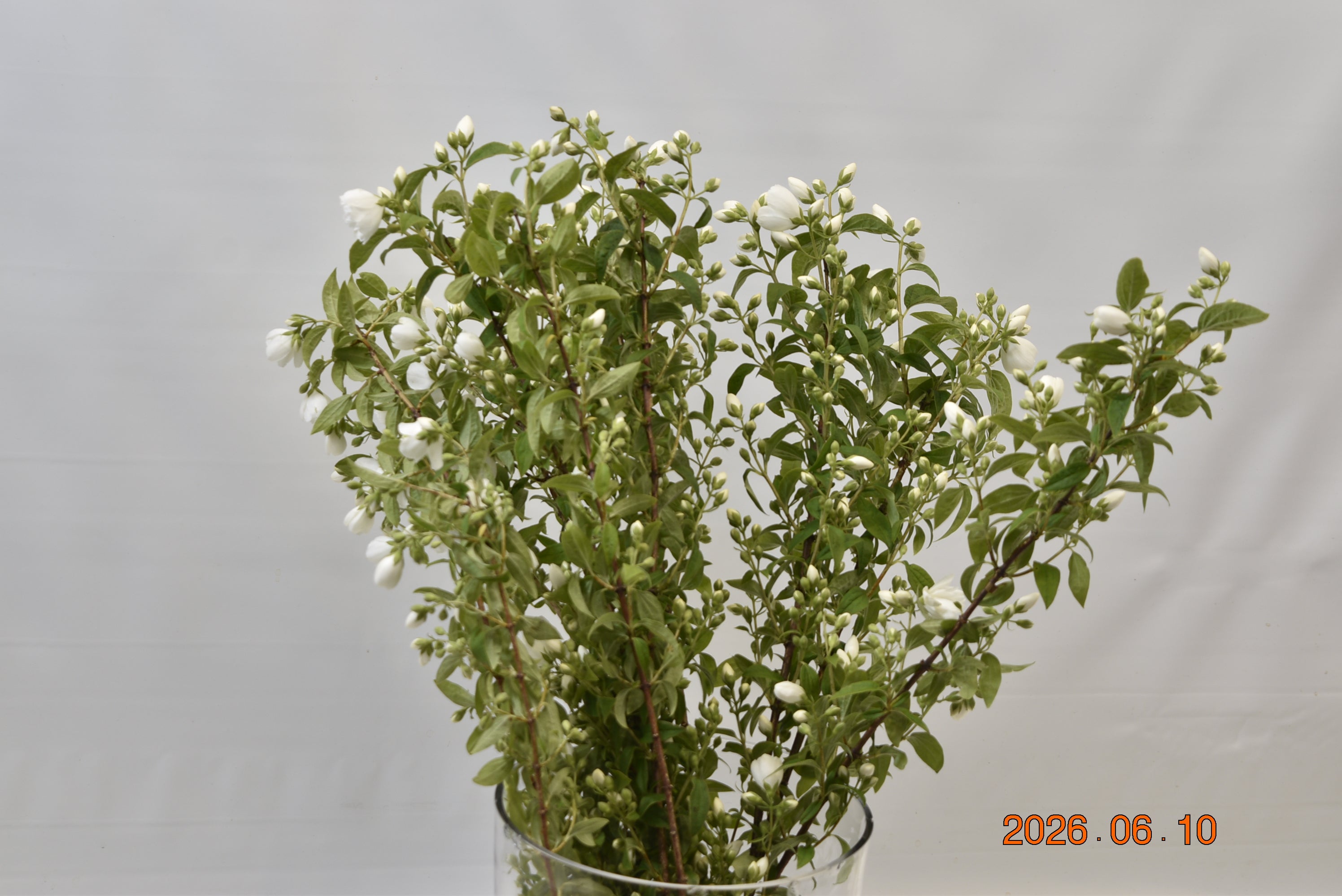 PHILADELPHUS Large
