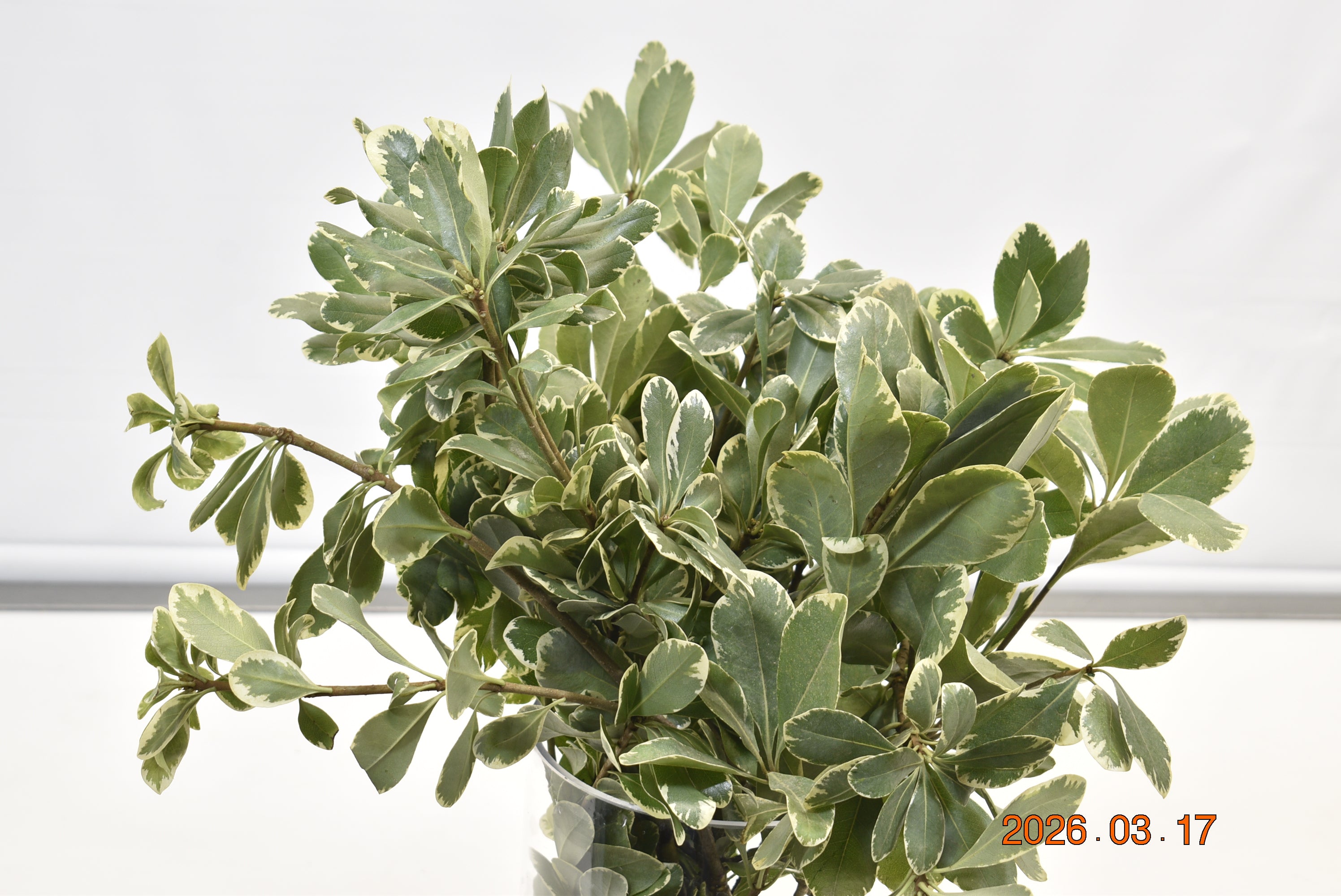 PITTOSPORUM VARIEGATED Large