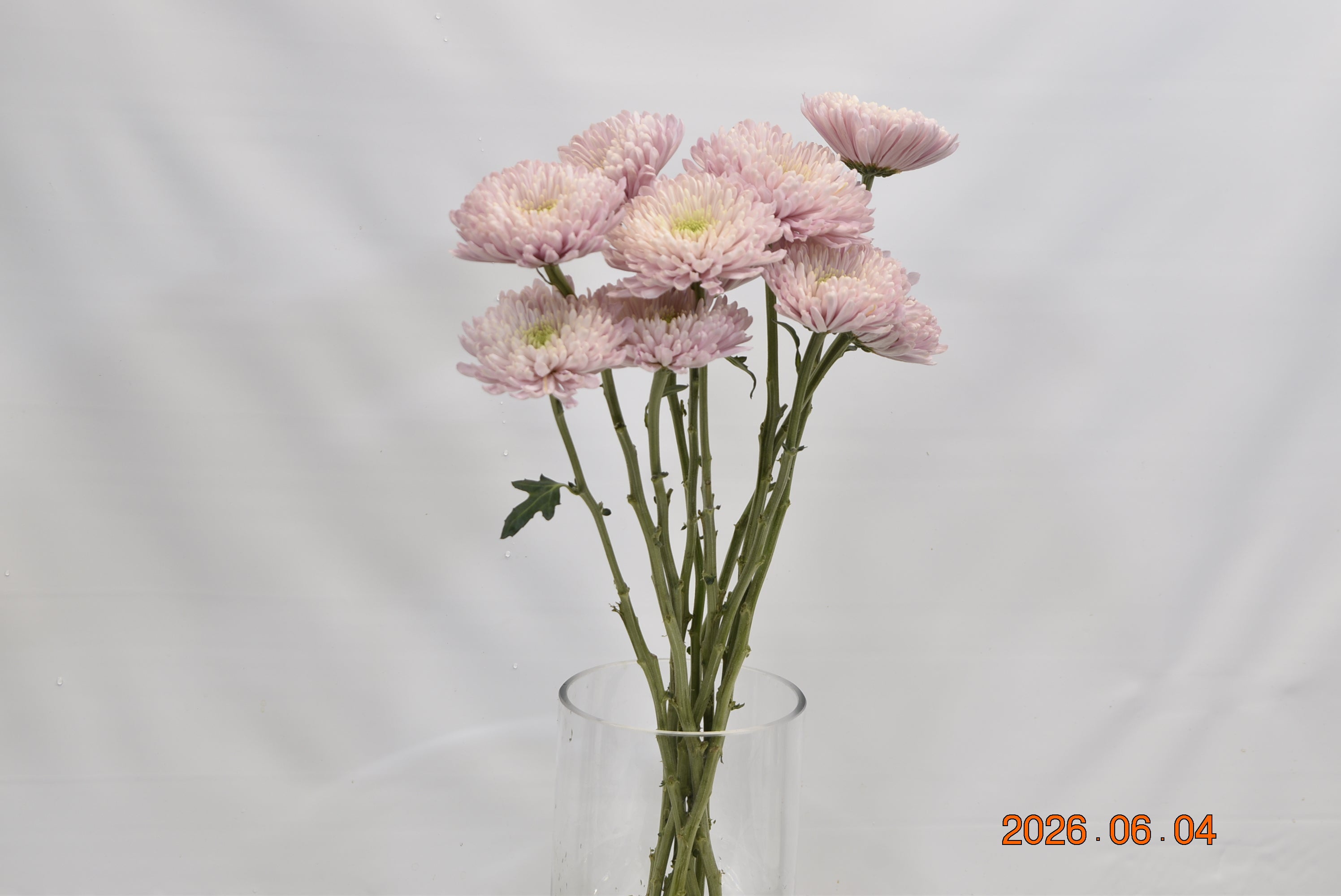 CREMONE EMPRESS PINK Large