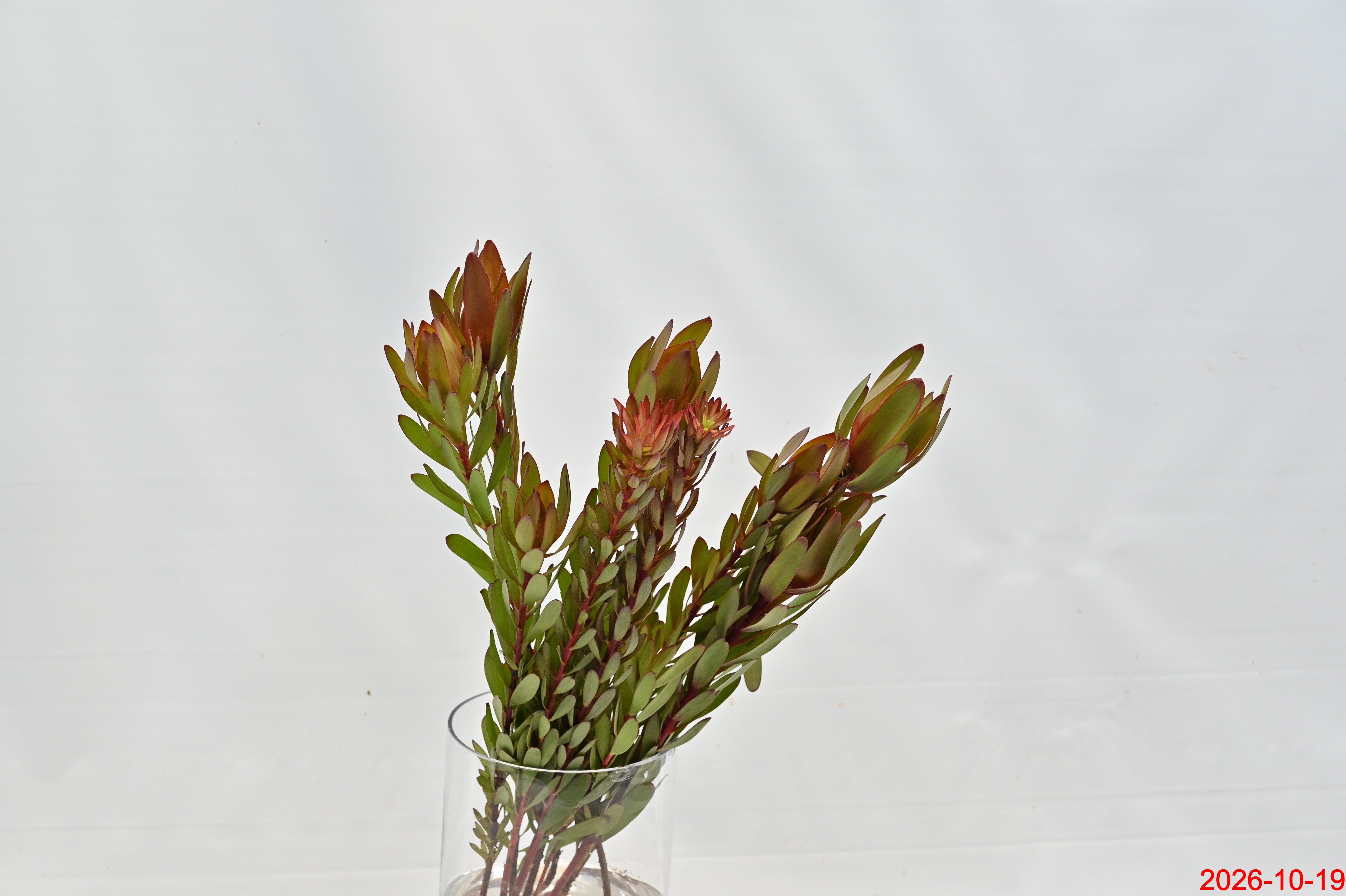 Leucadendron Safari  Spray Salignum Large