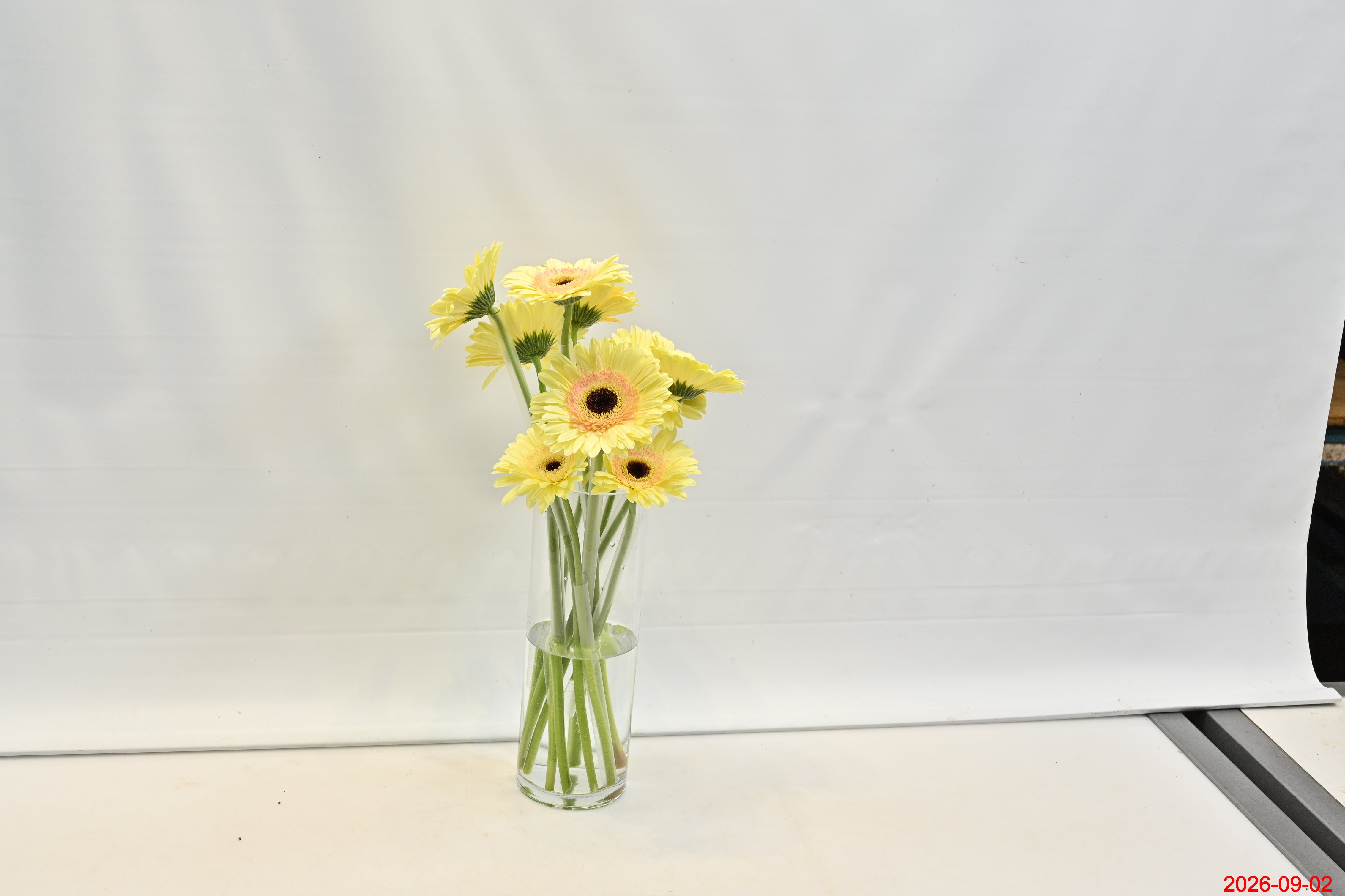 GERBERA CARTIZZE Large