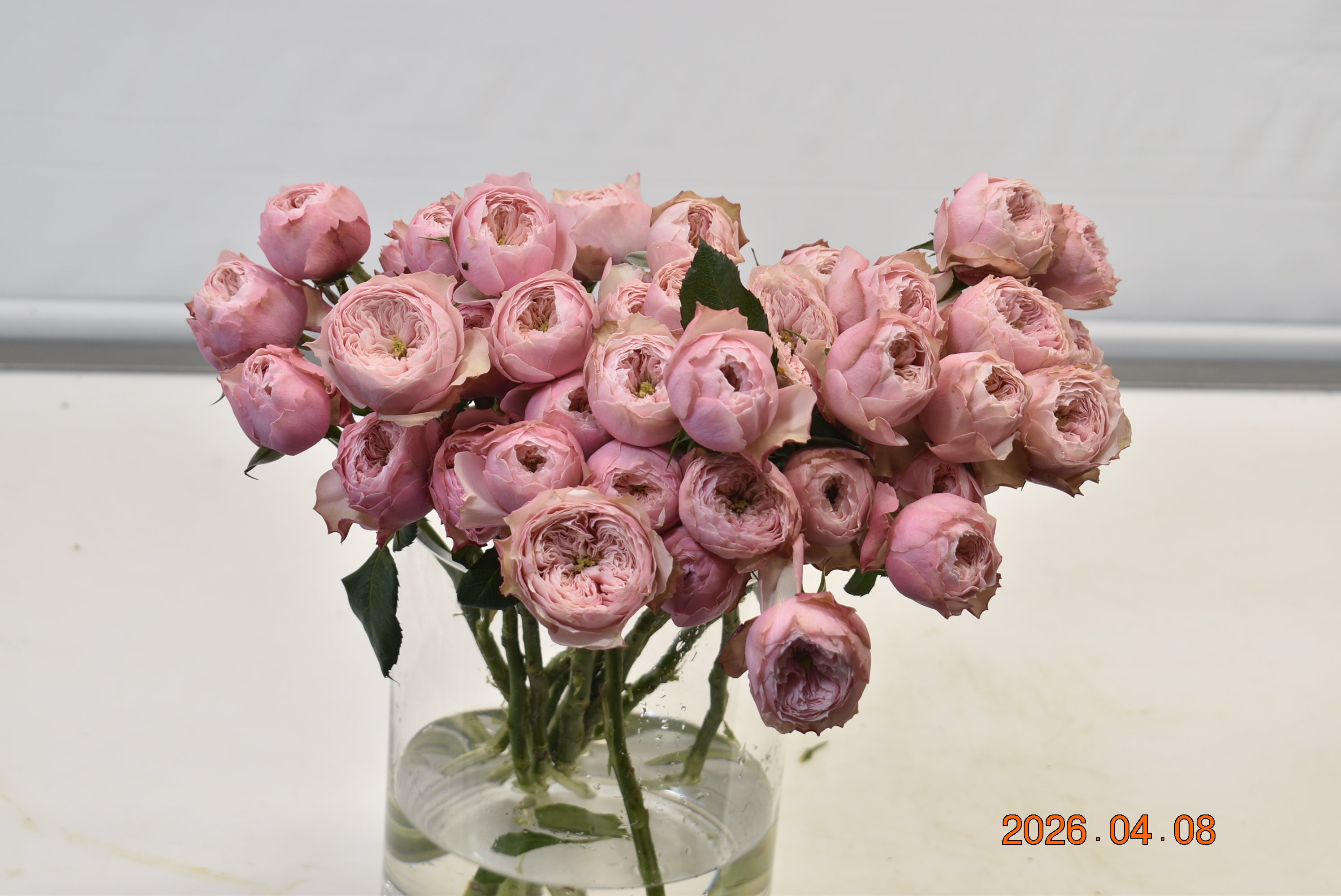 Rose Spray Northanger Large