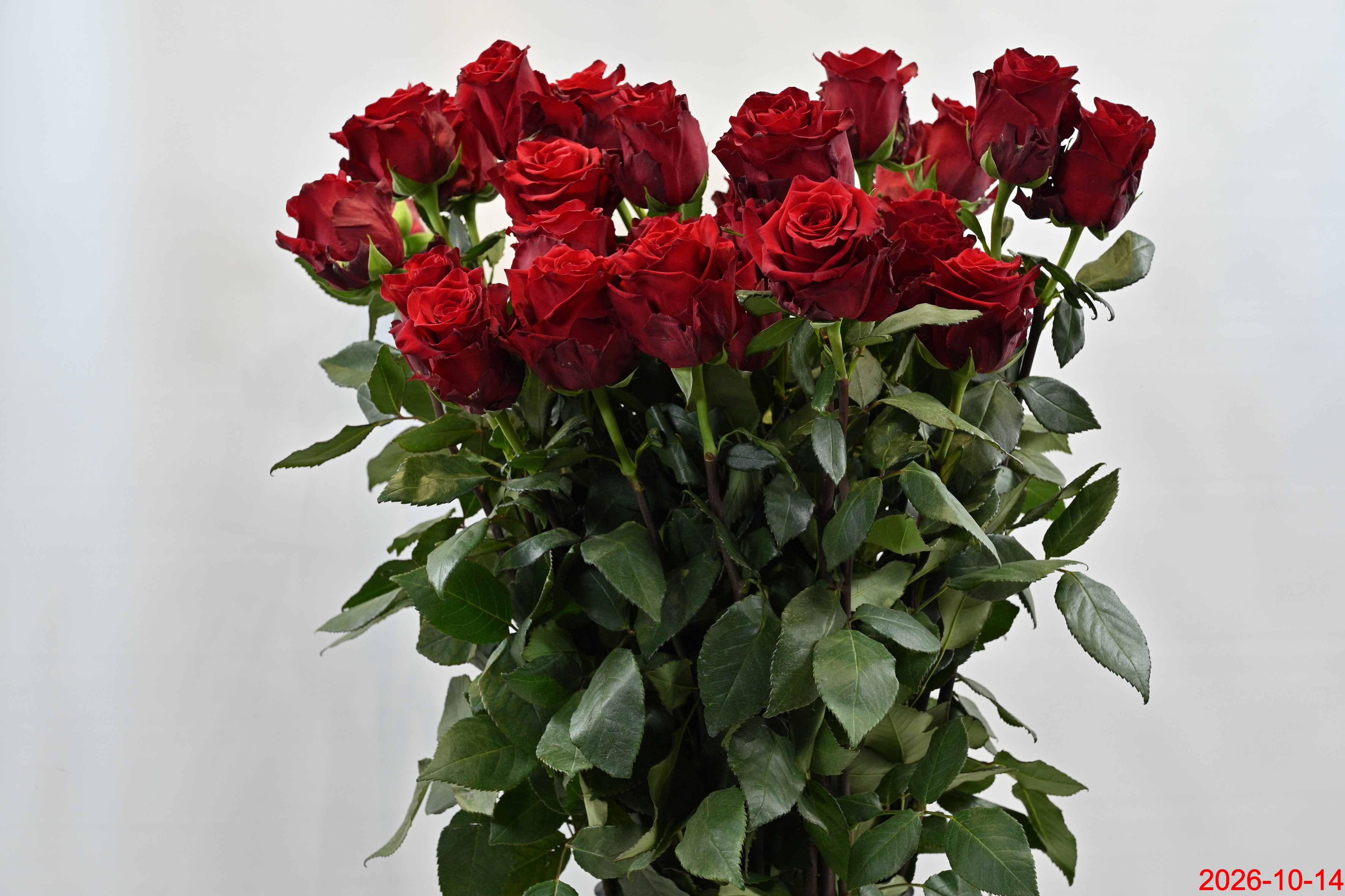 Rose Explorer 100cm Large