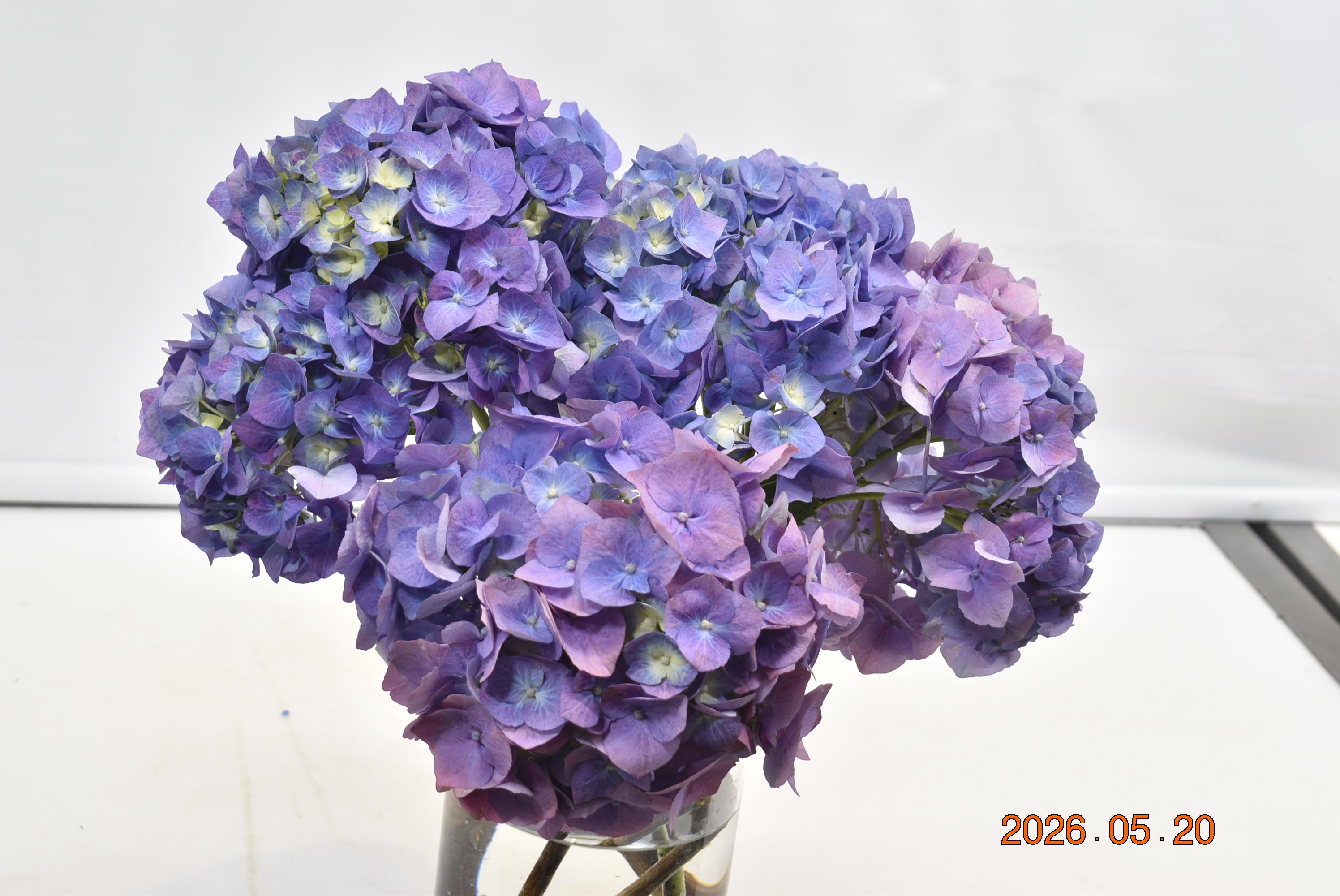 HYDRANGEA PURPLE Large