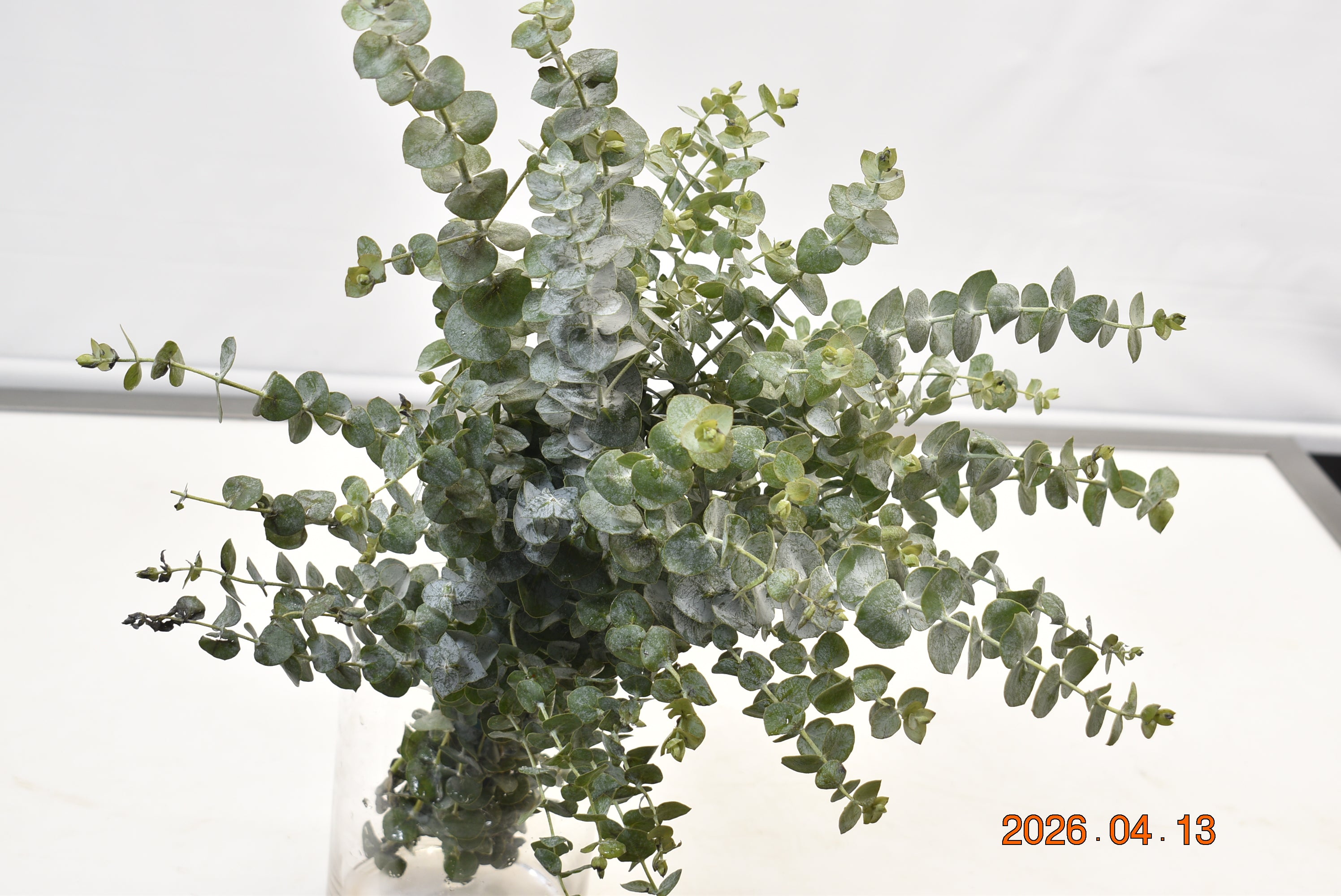 EUCALYPTUS BABY 300g Large