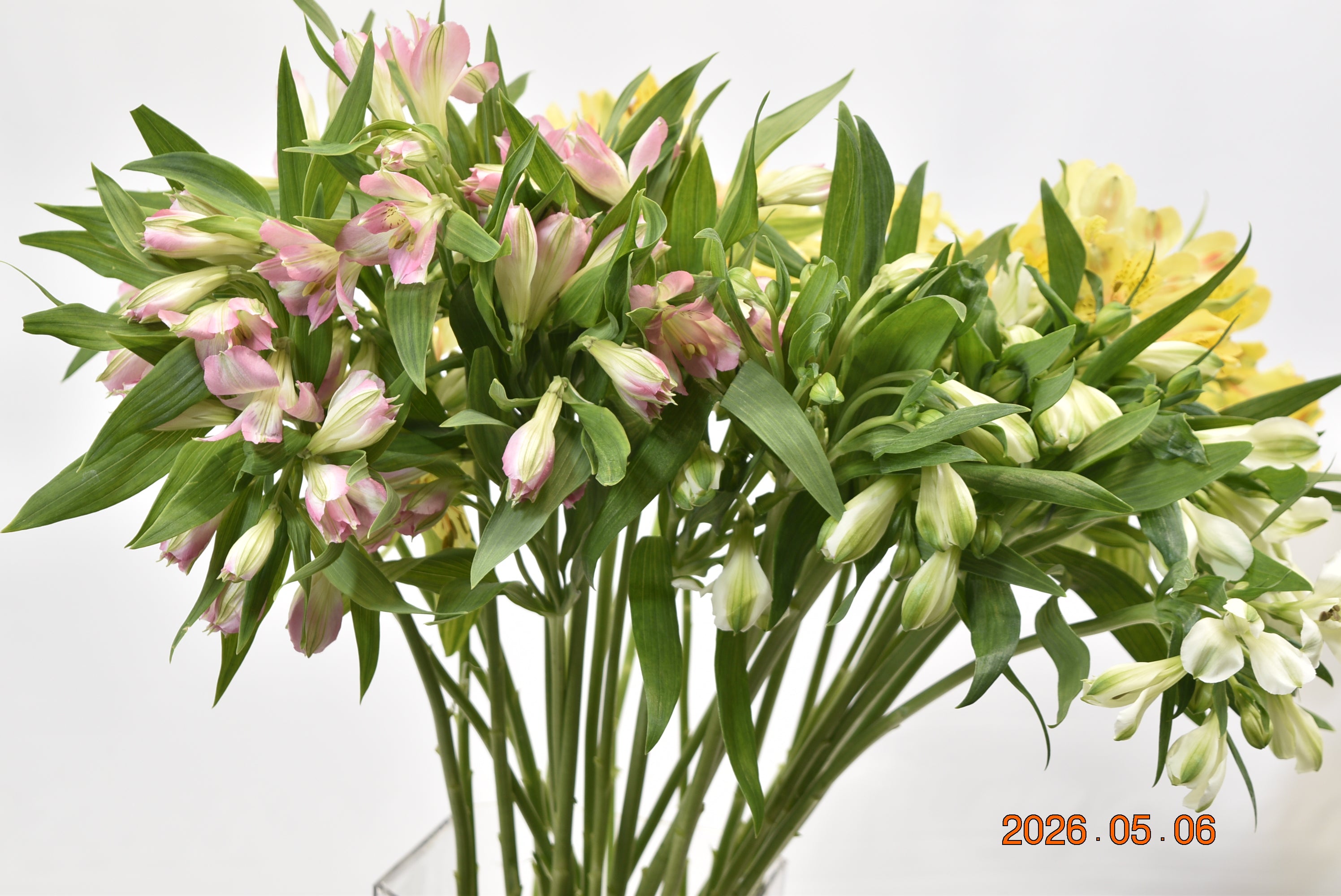ALSTROEMERIA ASSORTED Large