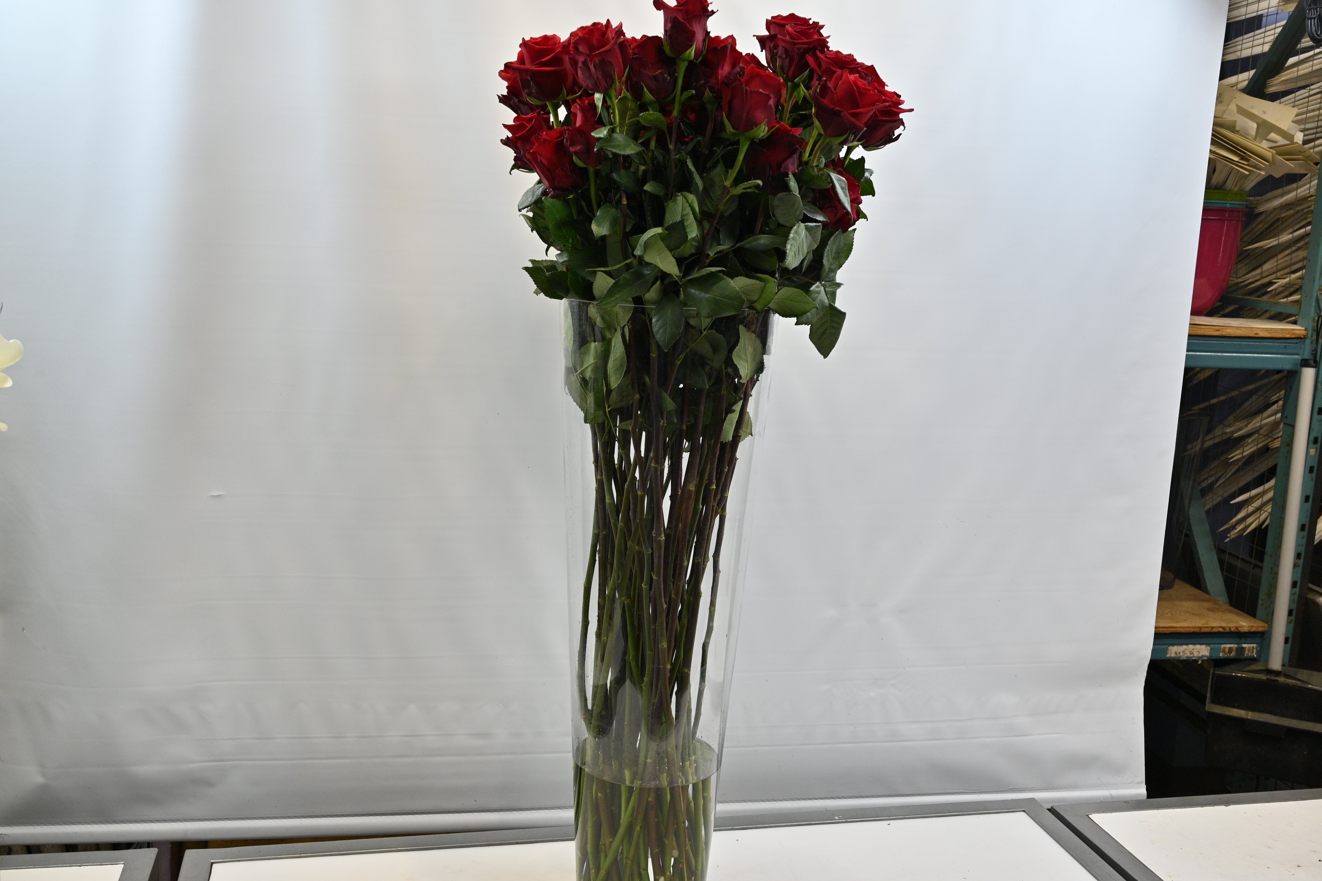 Rose Explorer 100cm Large