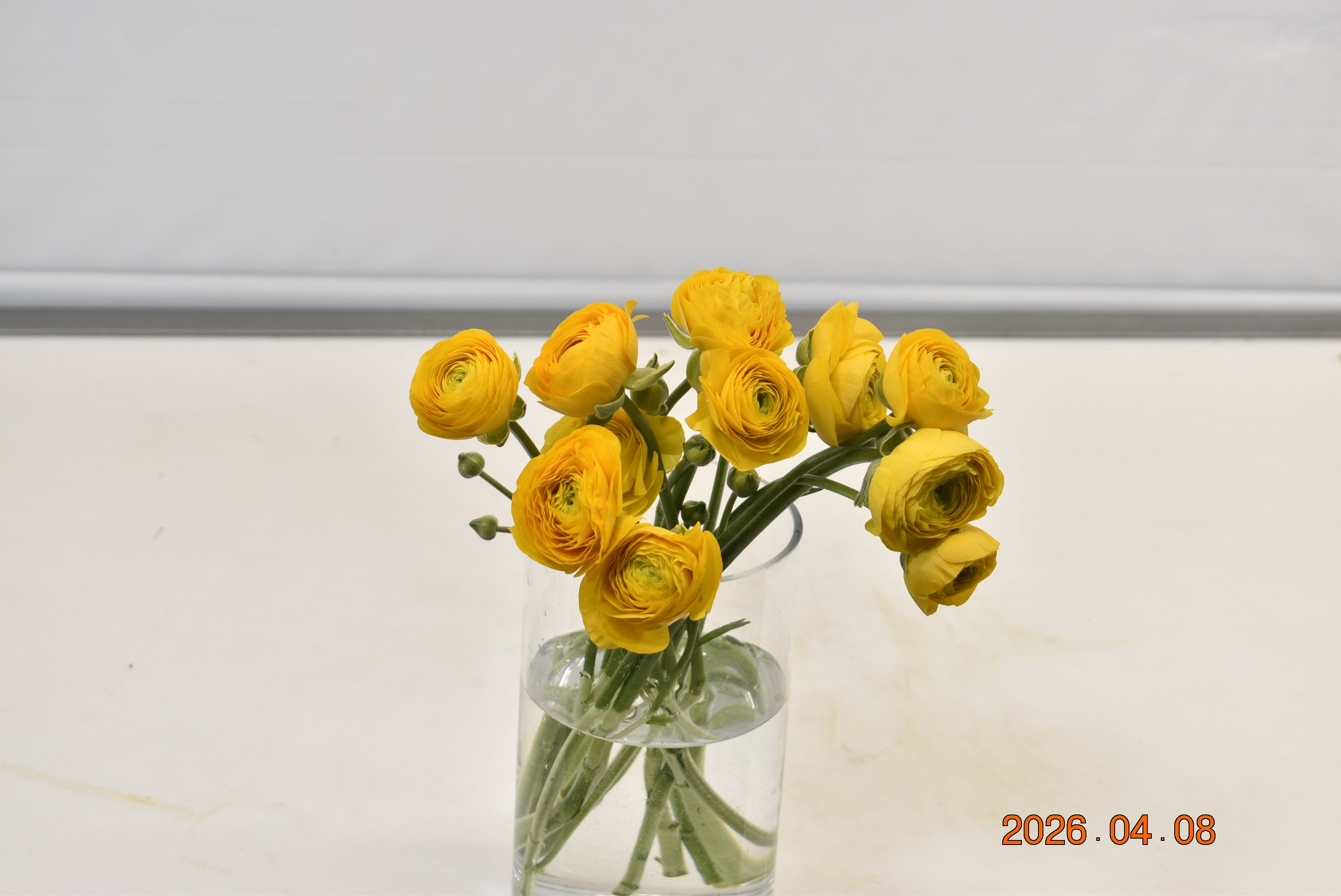RANUNCULUS YELLOW Large