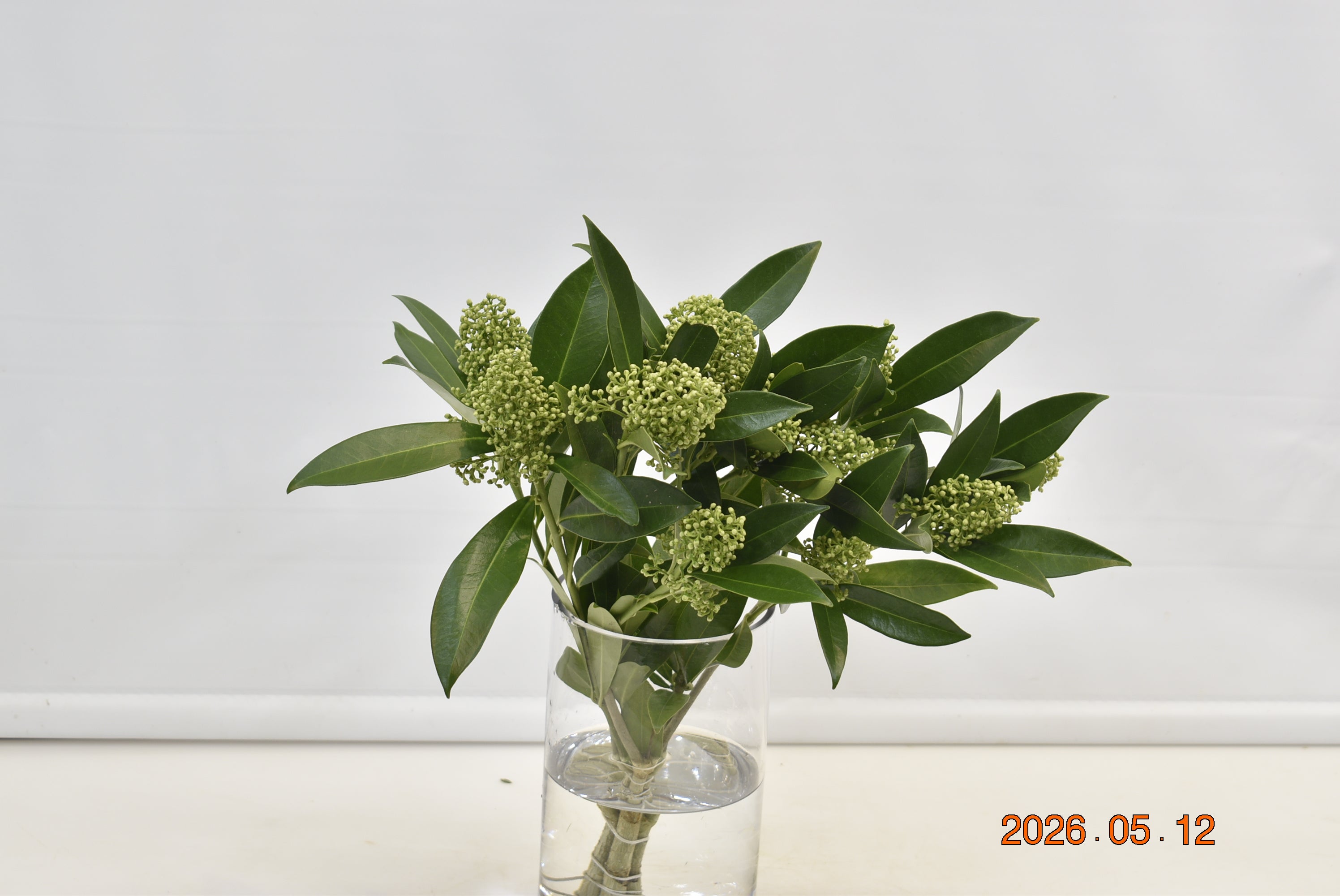 Skimmia Confusa Green Kew 125g Large