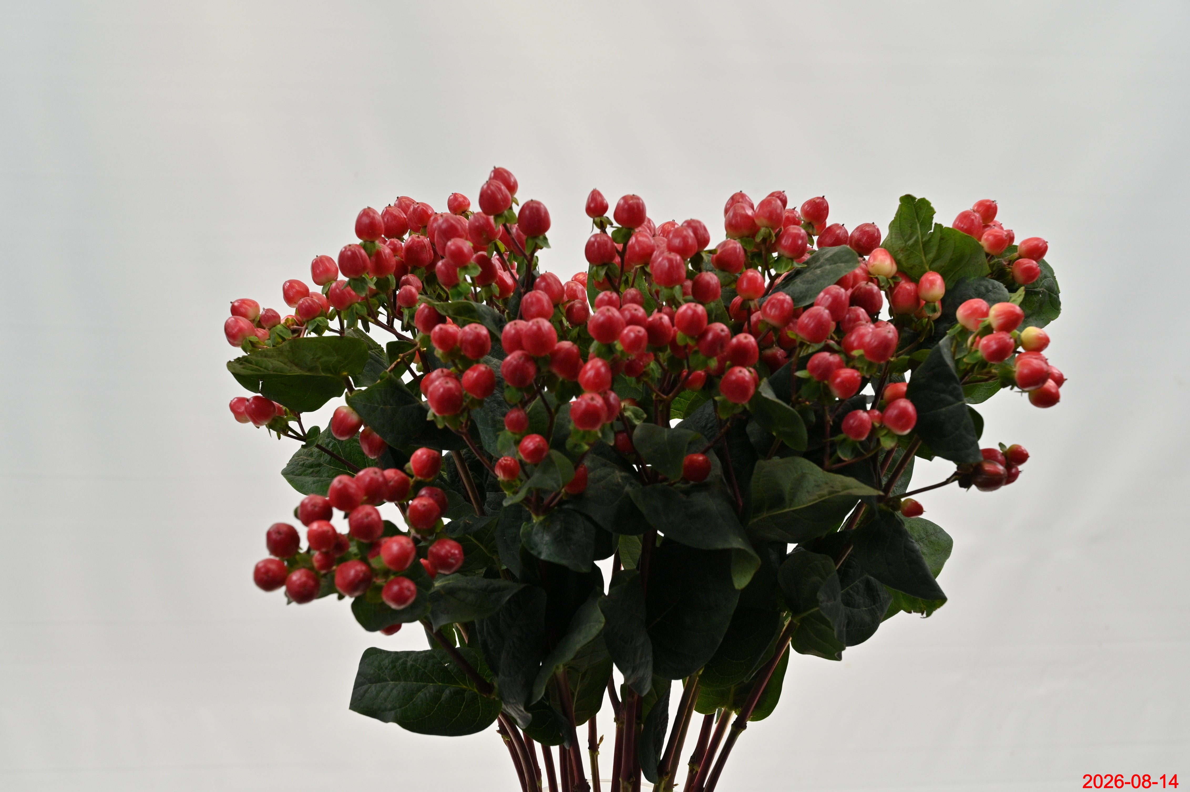 Hypericum True Romance Large