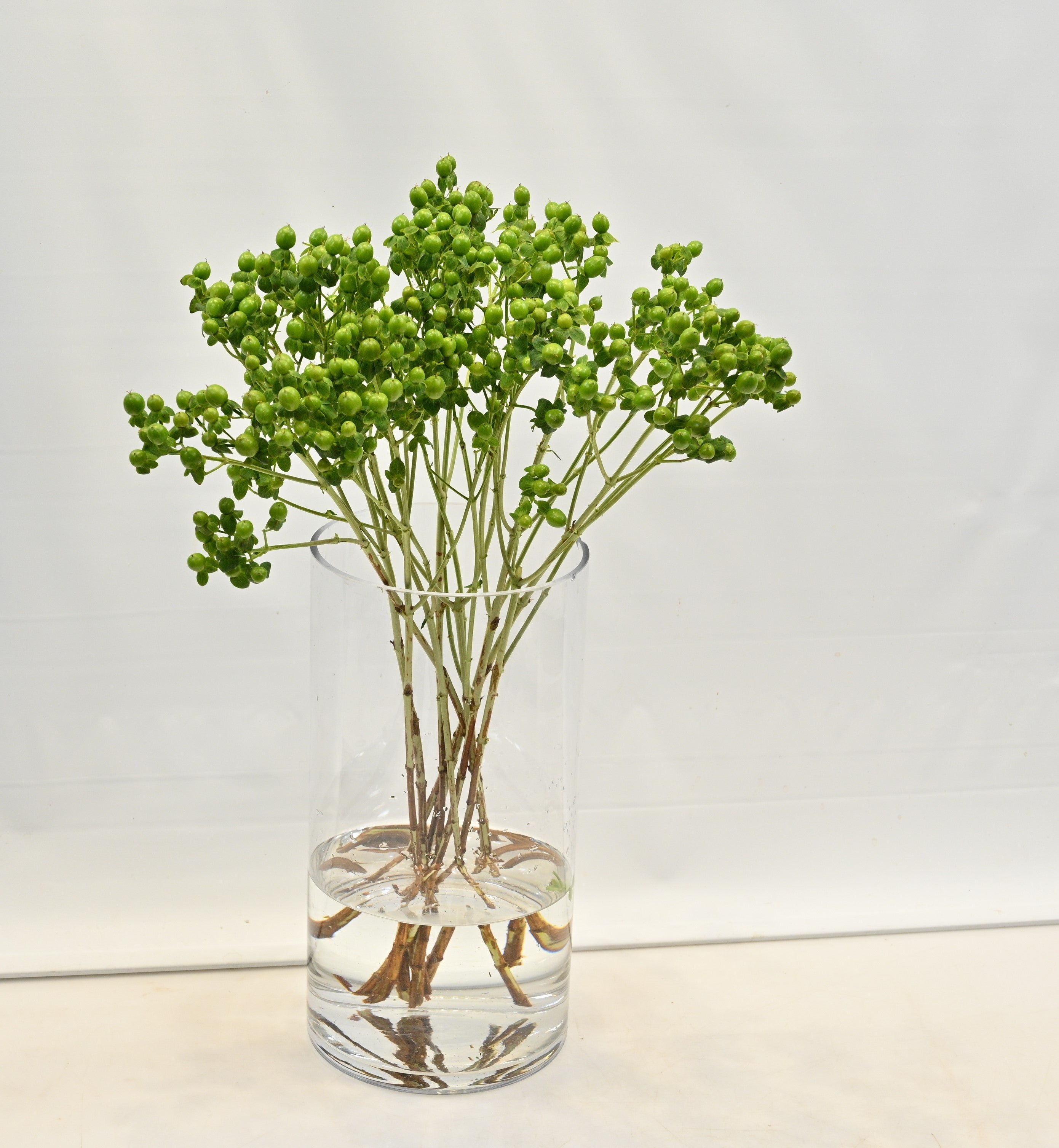 Hypericum Coco Bamboo Large
