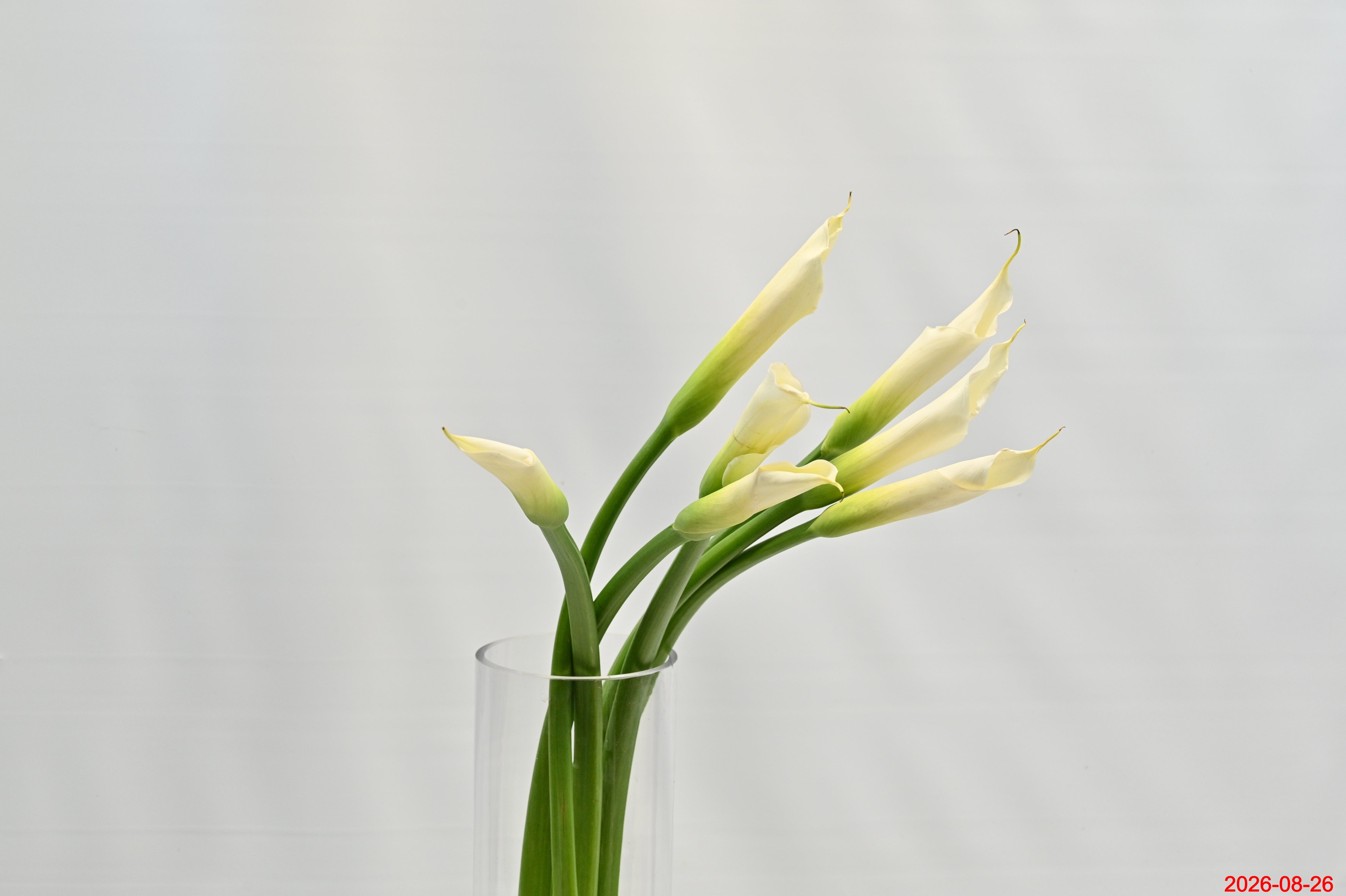 CALLA WHITE Large