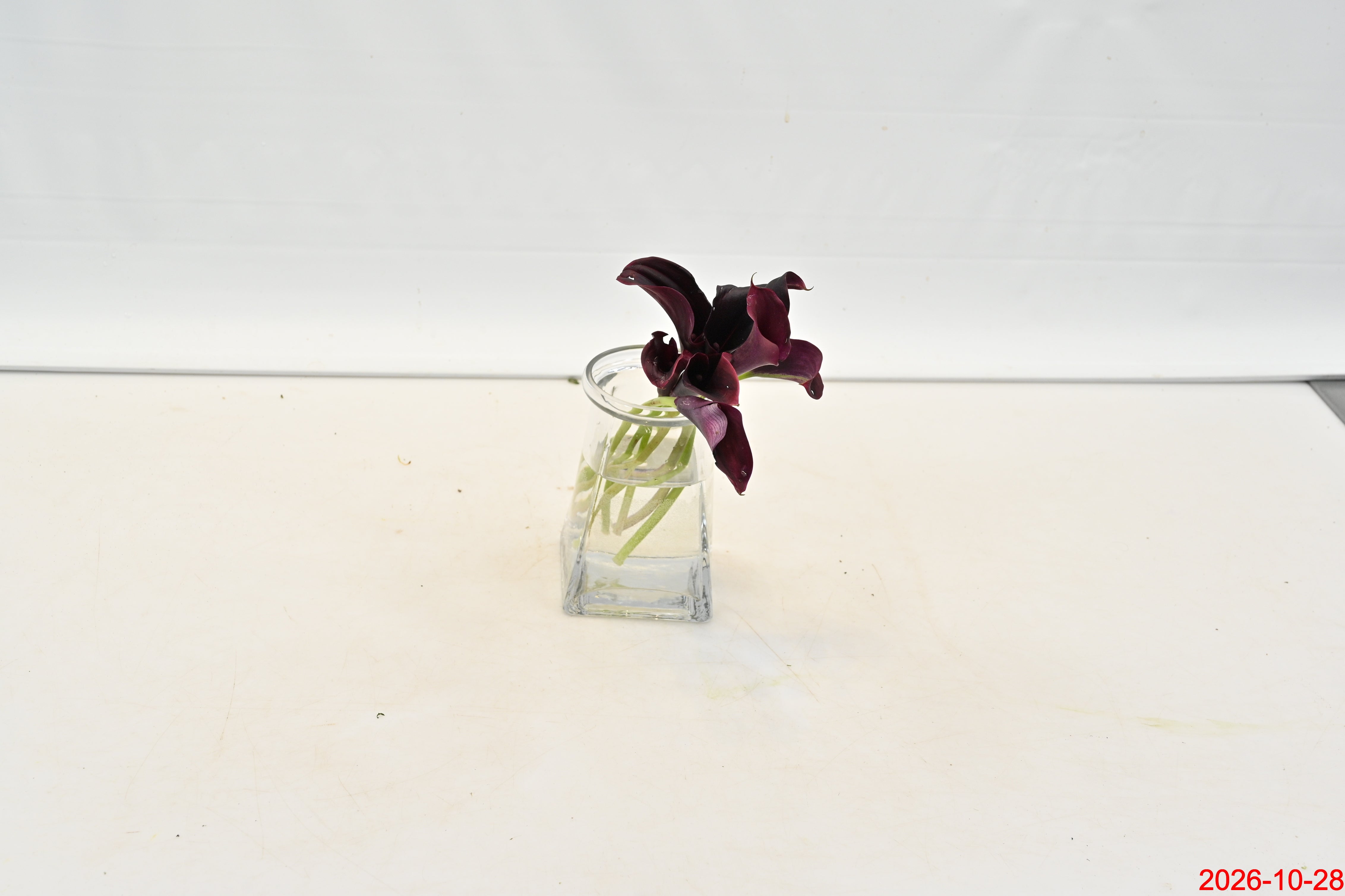 Calla Mini Burgundy Large