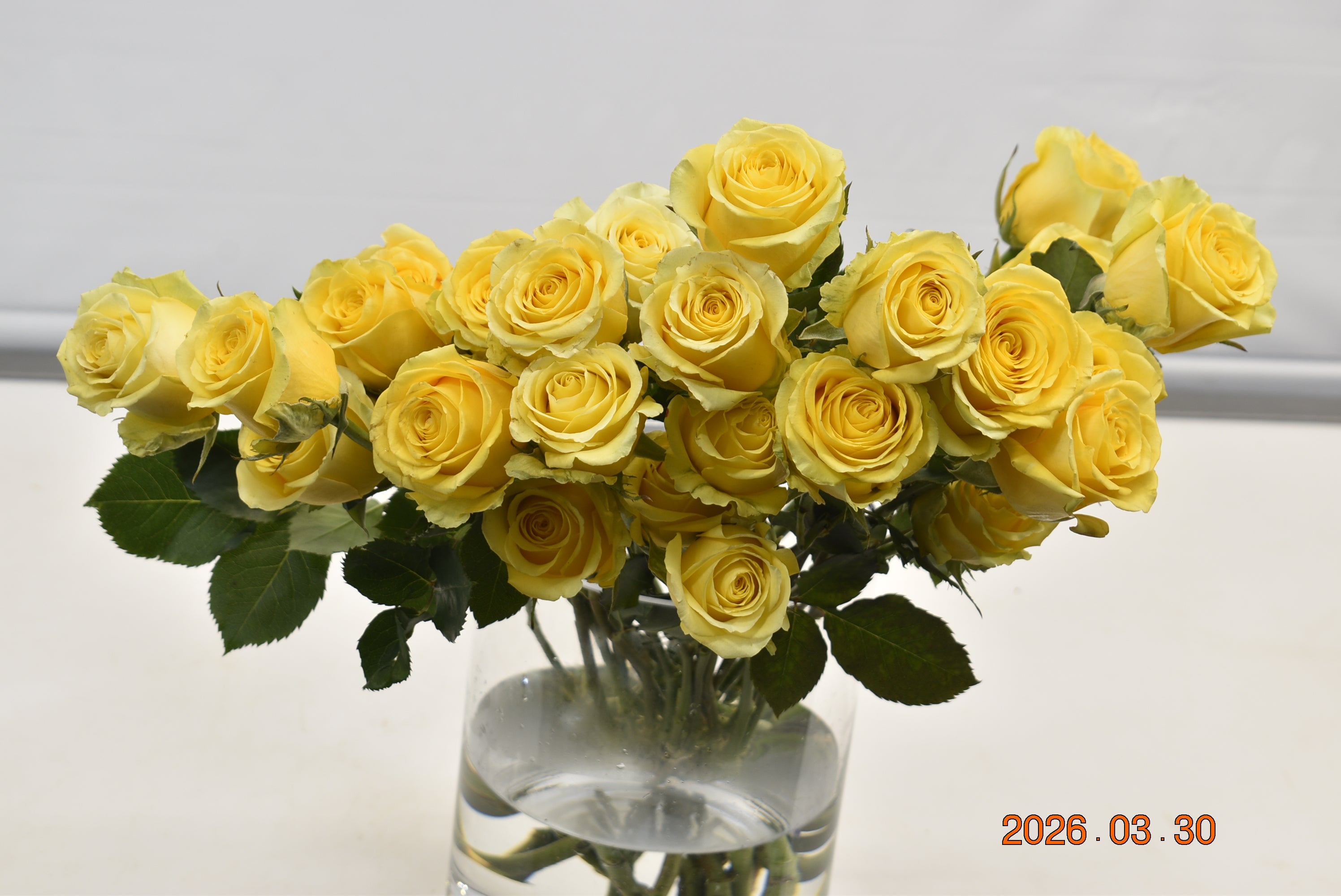 ROSE HIGH & EXOTIC Large