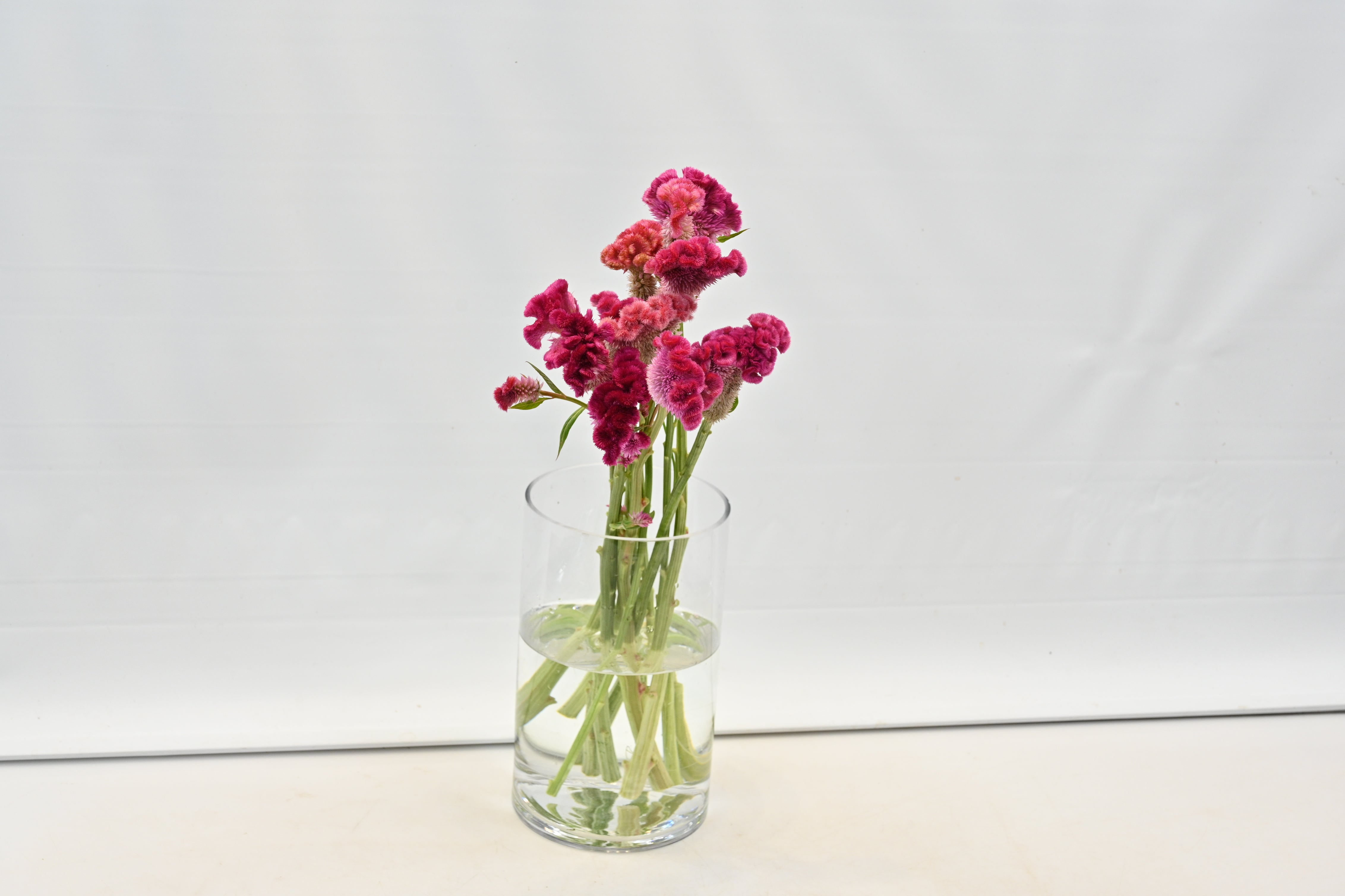 CELOSIA PINK Large