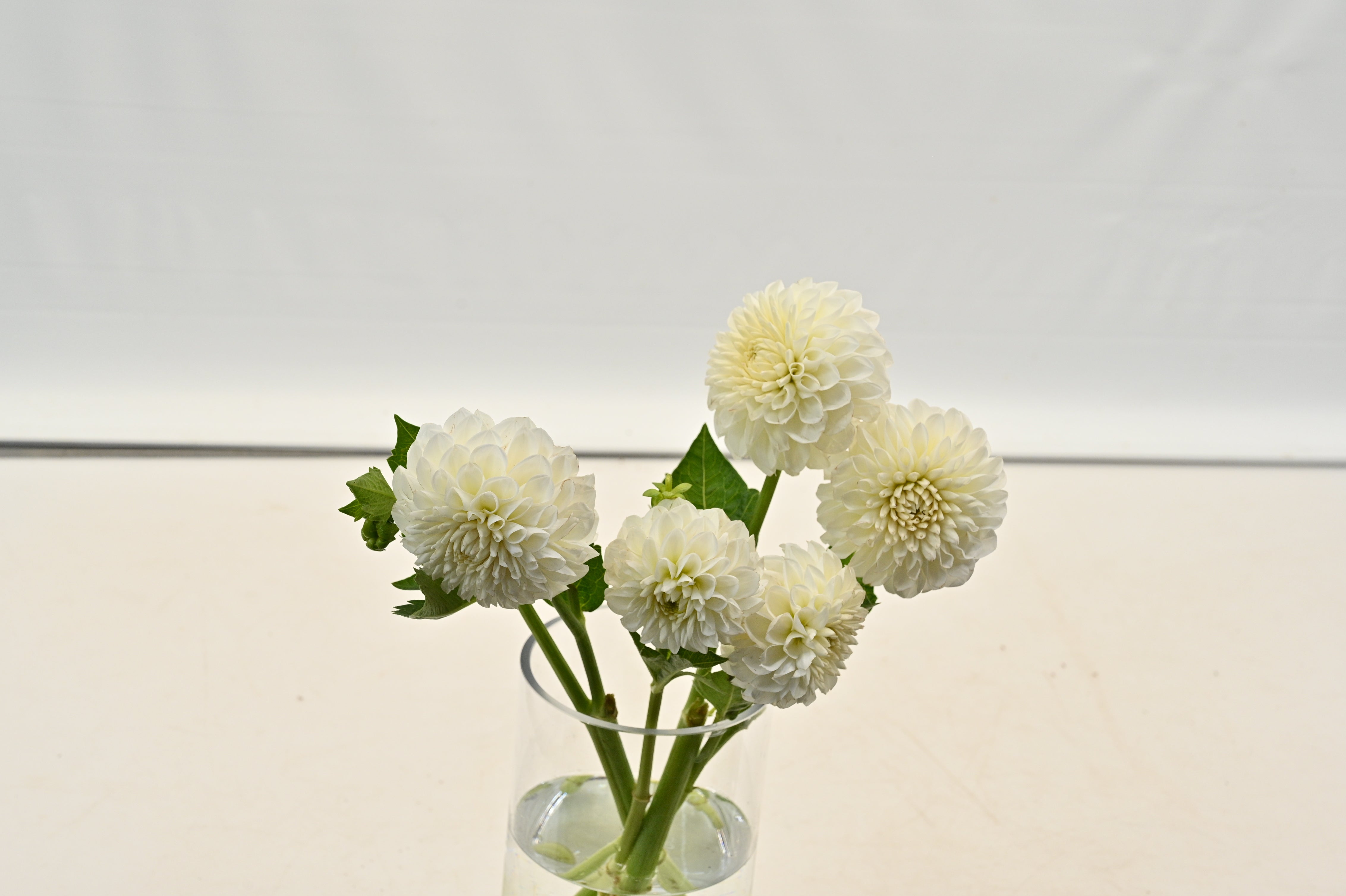 DAHLIA WHITE Large