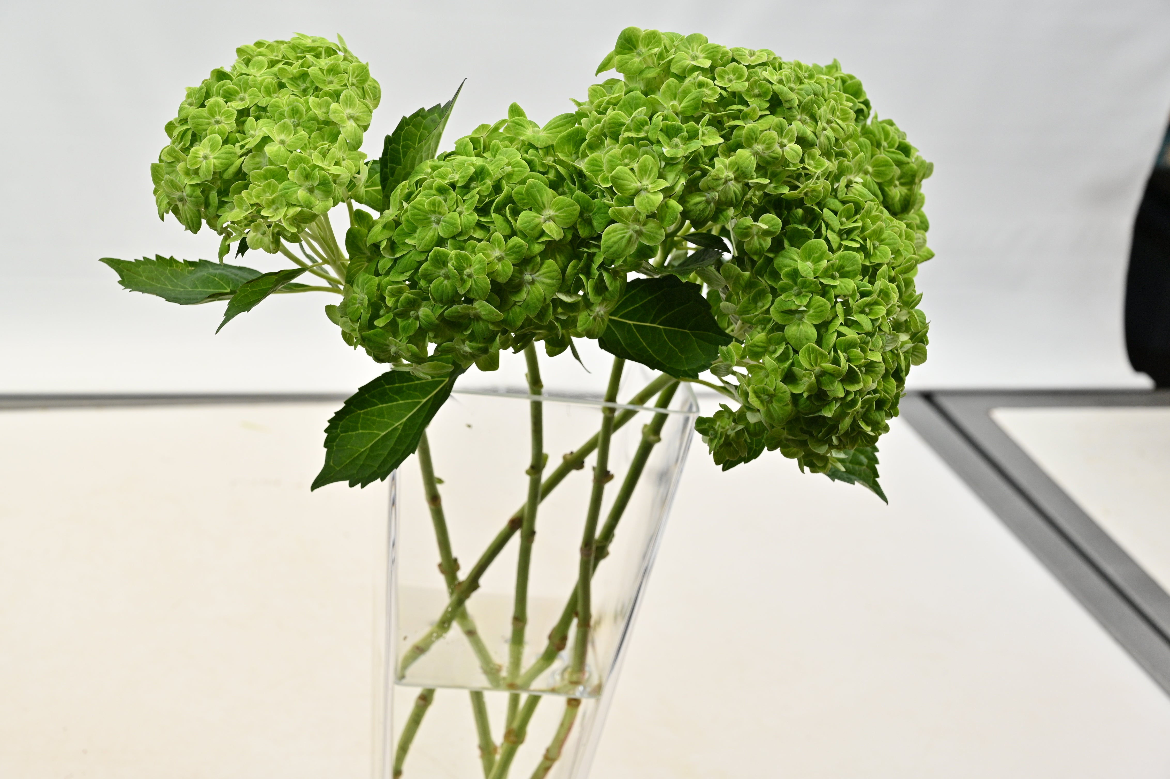 Hydrangea Green Large