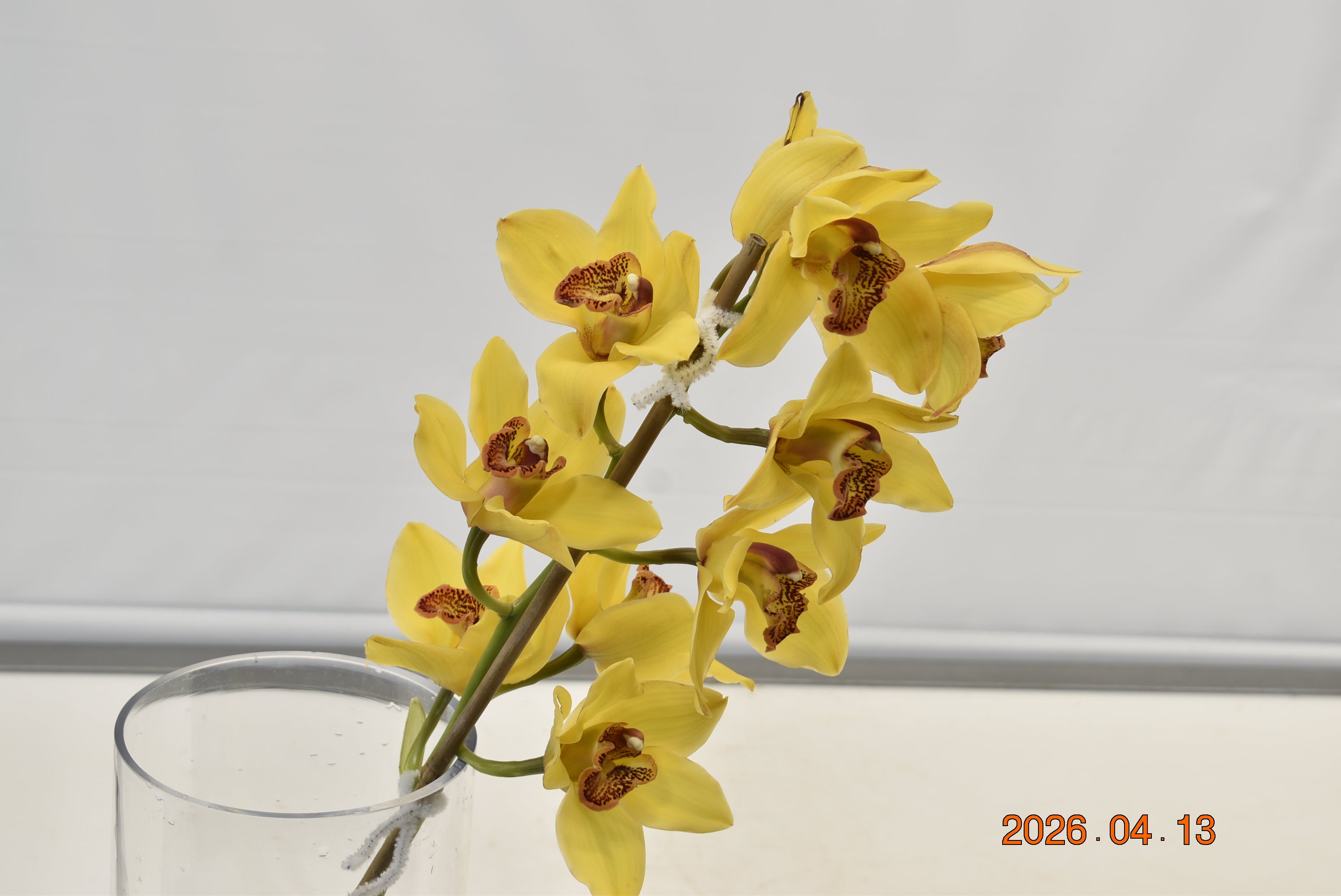 CYMBIDIUM YELLOW PER BLOOM Large