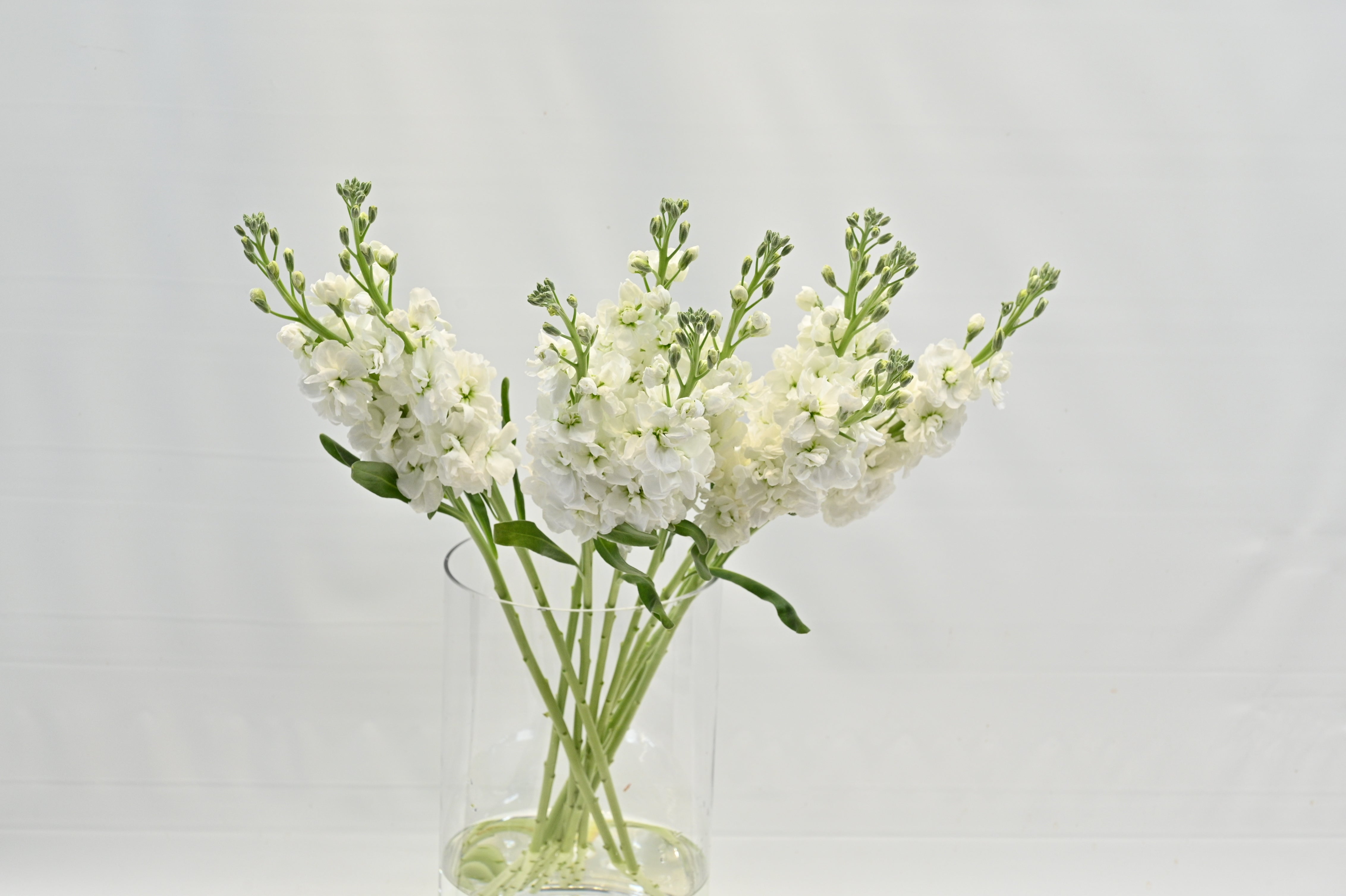 STOCK WHITE Large