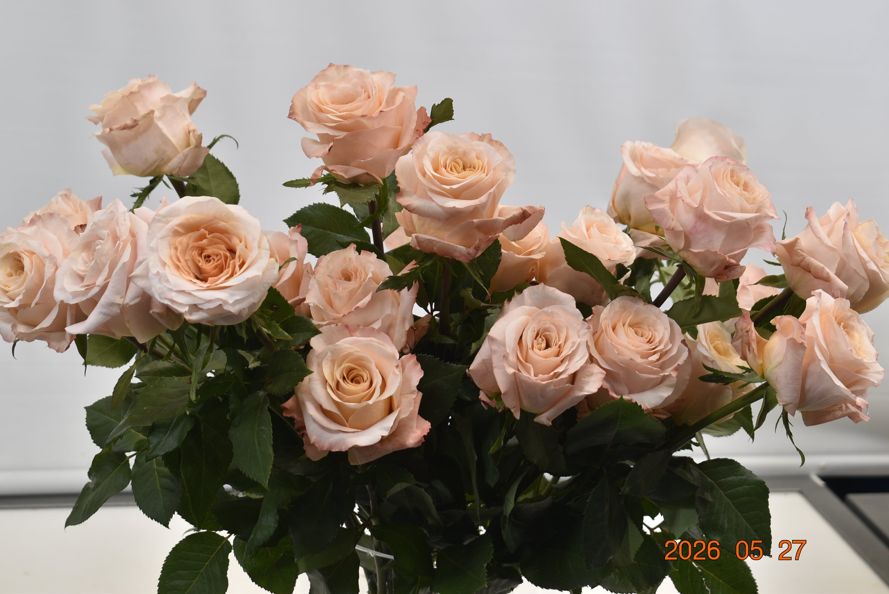 ROSE SHIMMER Large