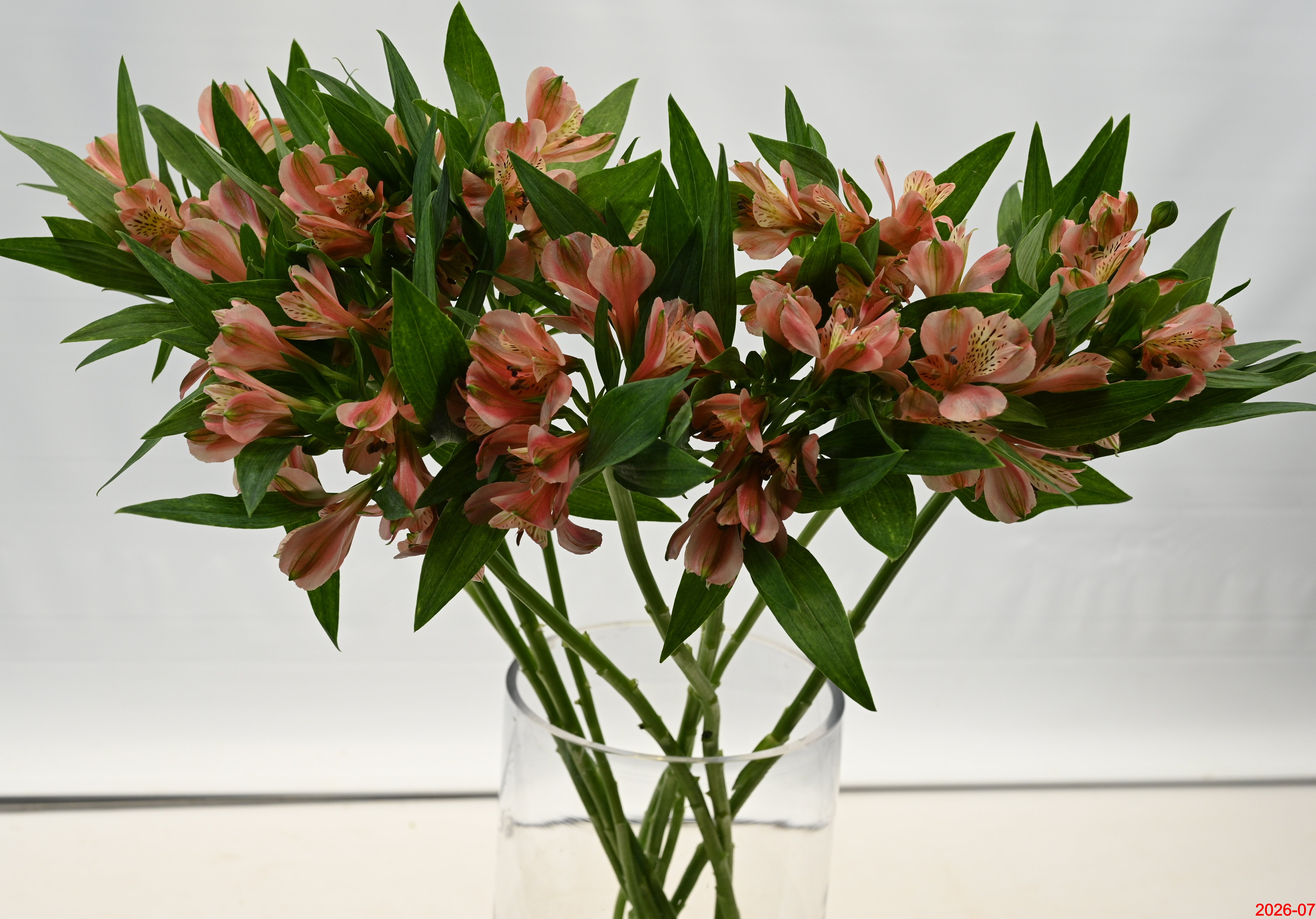 ALSTROEMERIA ASSORTED Large