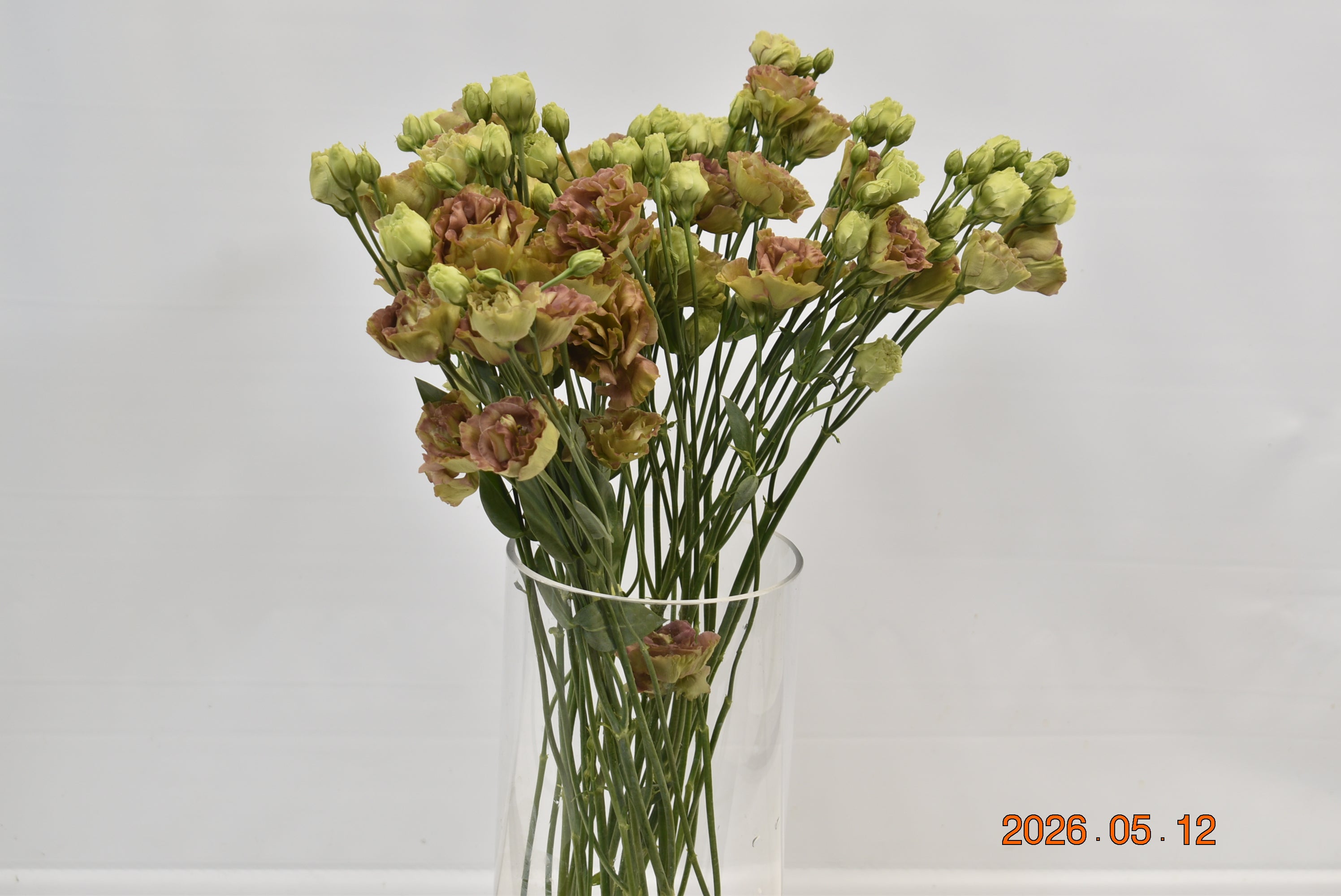 LISIANTHUS DBL BROWN Large