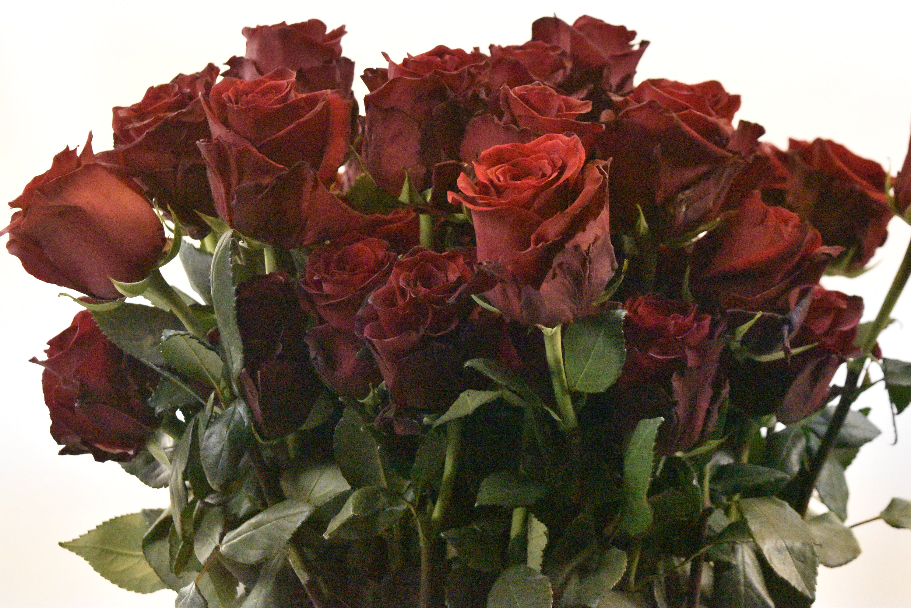Rose Explorer 100cm Large