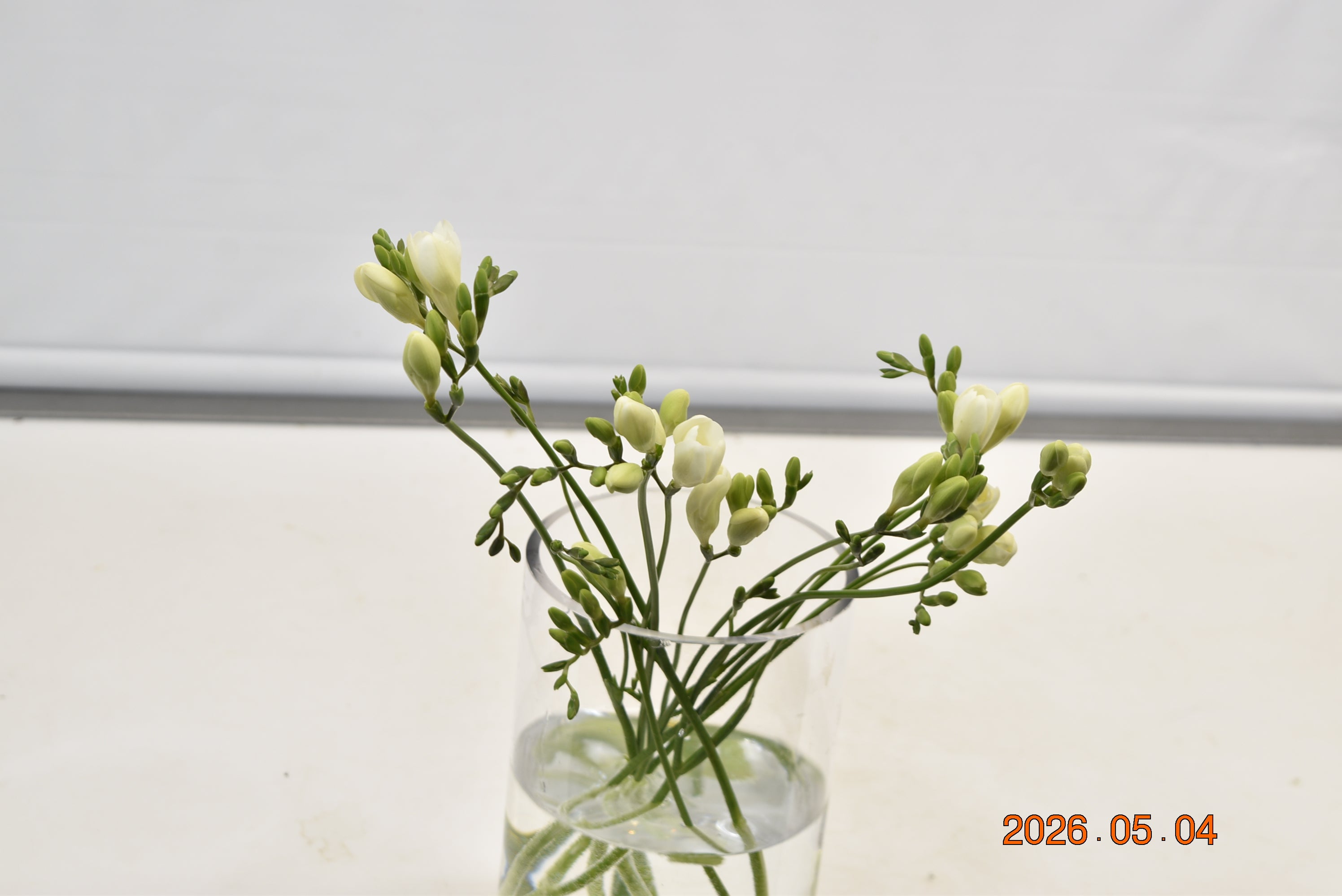 FREESIA WHITE Large