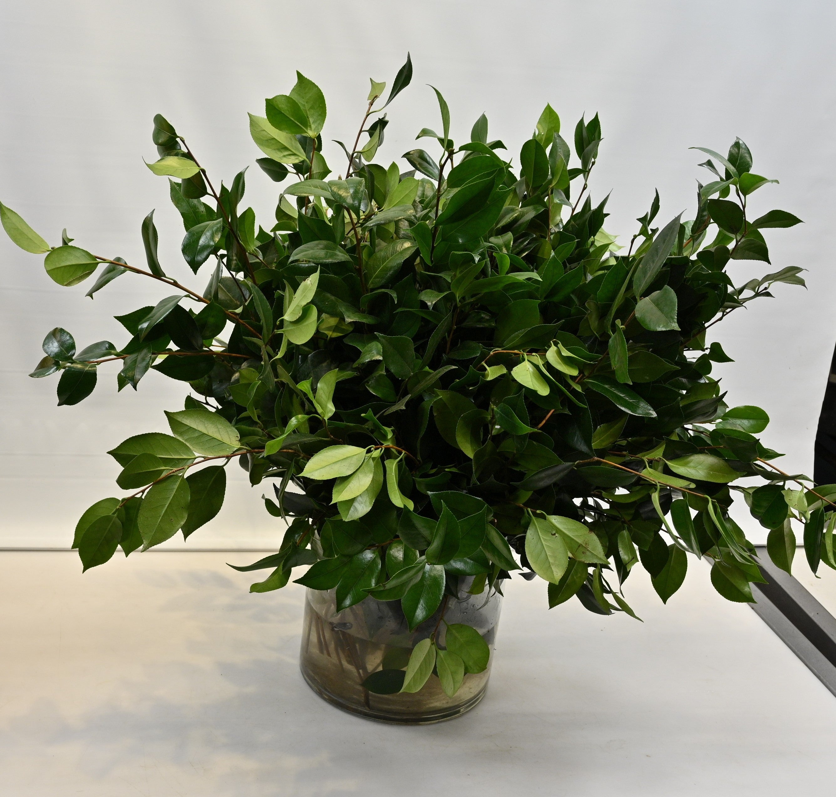 CAMELIA 500g Large