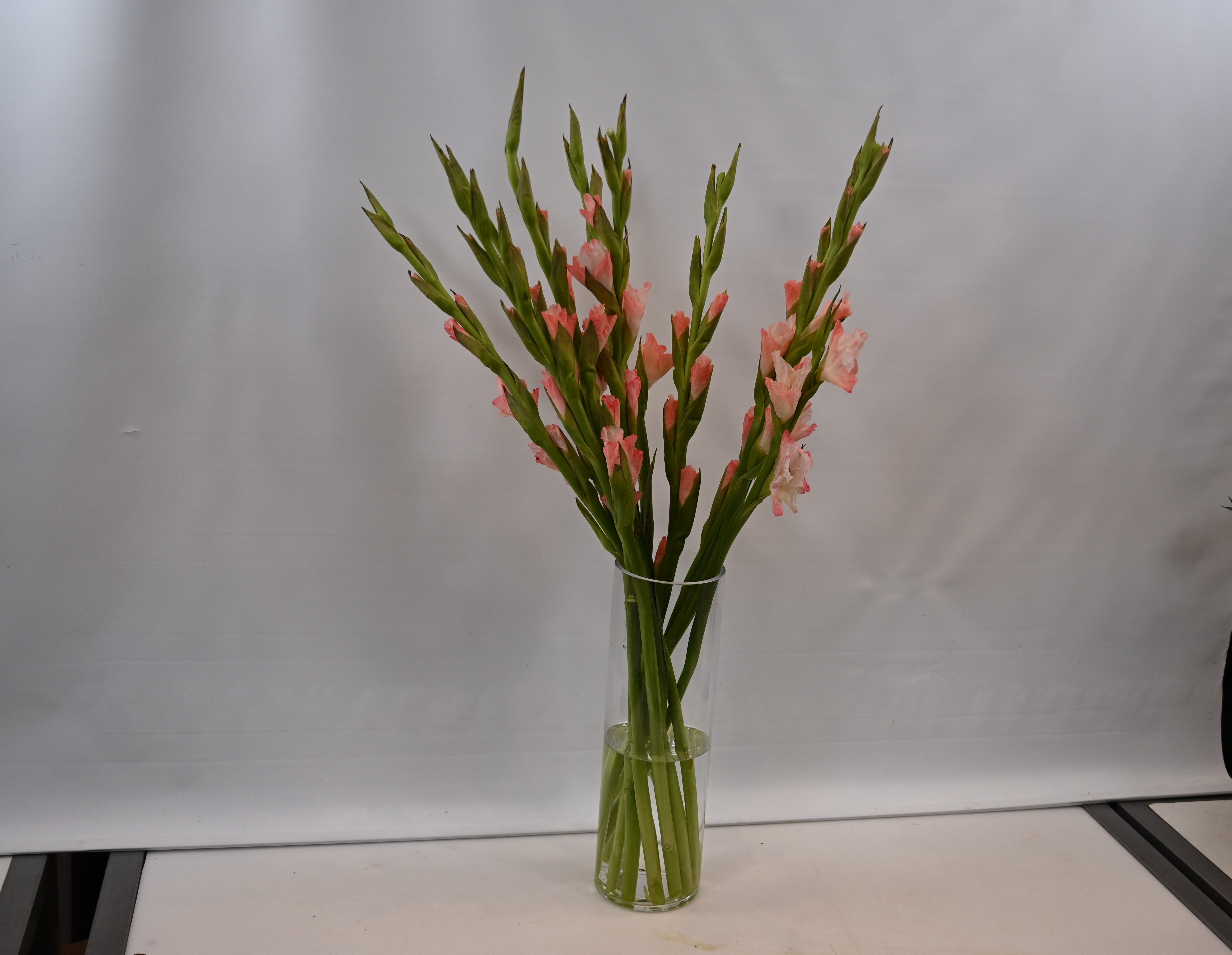 GLADIOLA PEACH Large