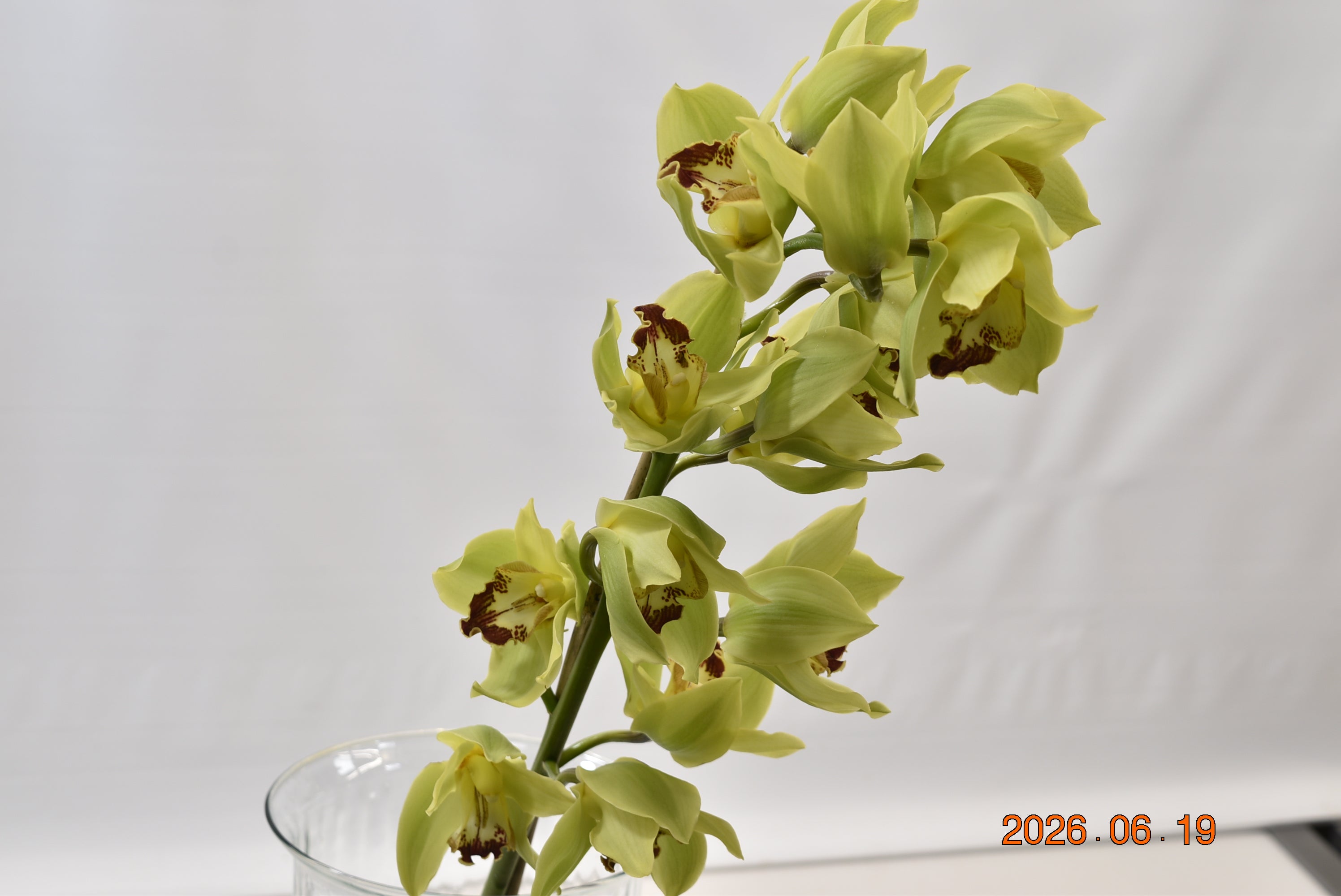 CYMBIDIUM GREEN PER BLOOM Large