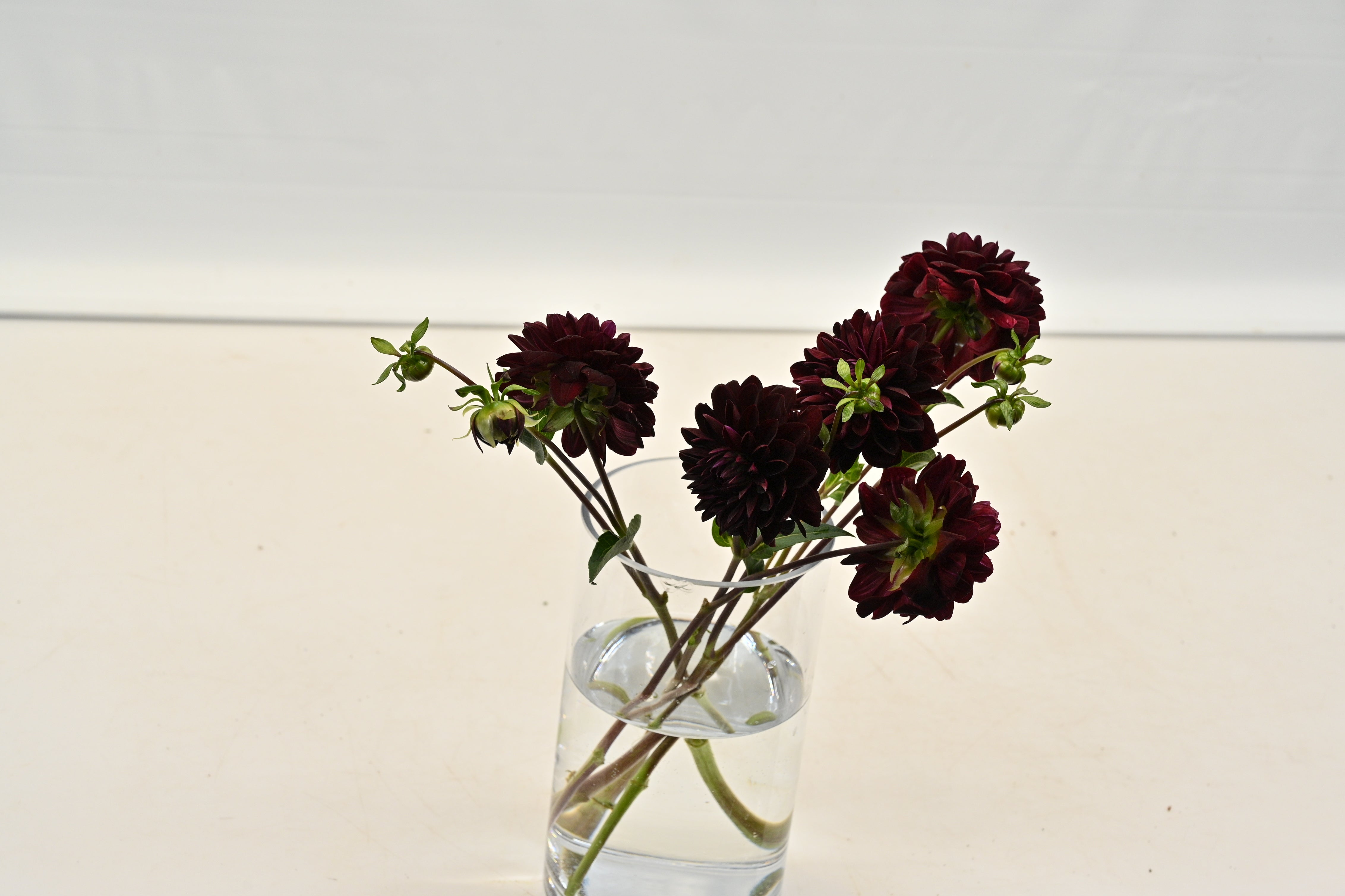 DAHLIA BURGUNDY Large