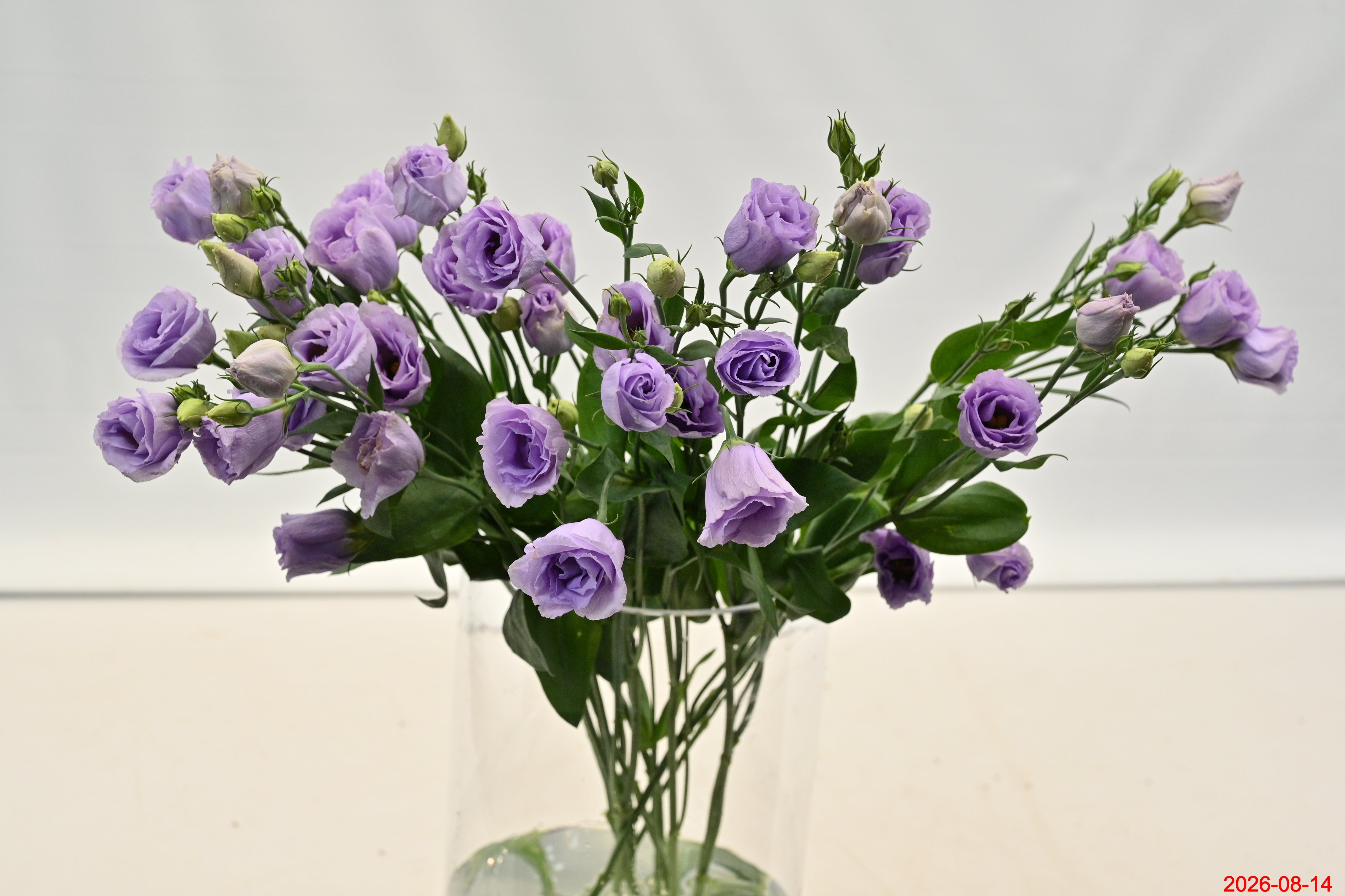 Lisianthus Dbl Lavender Large
