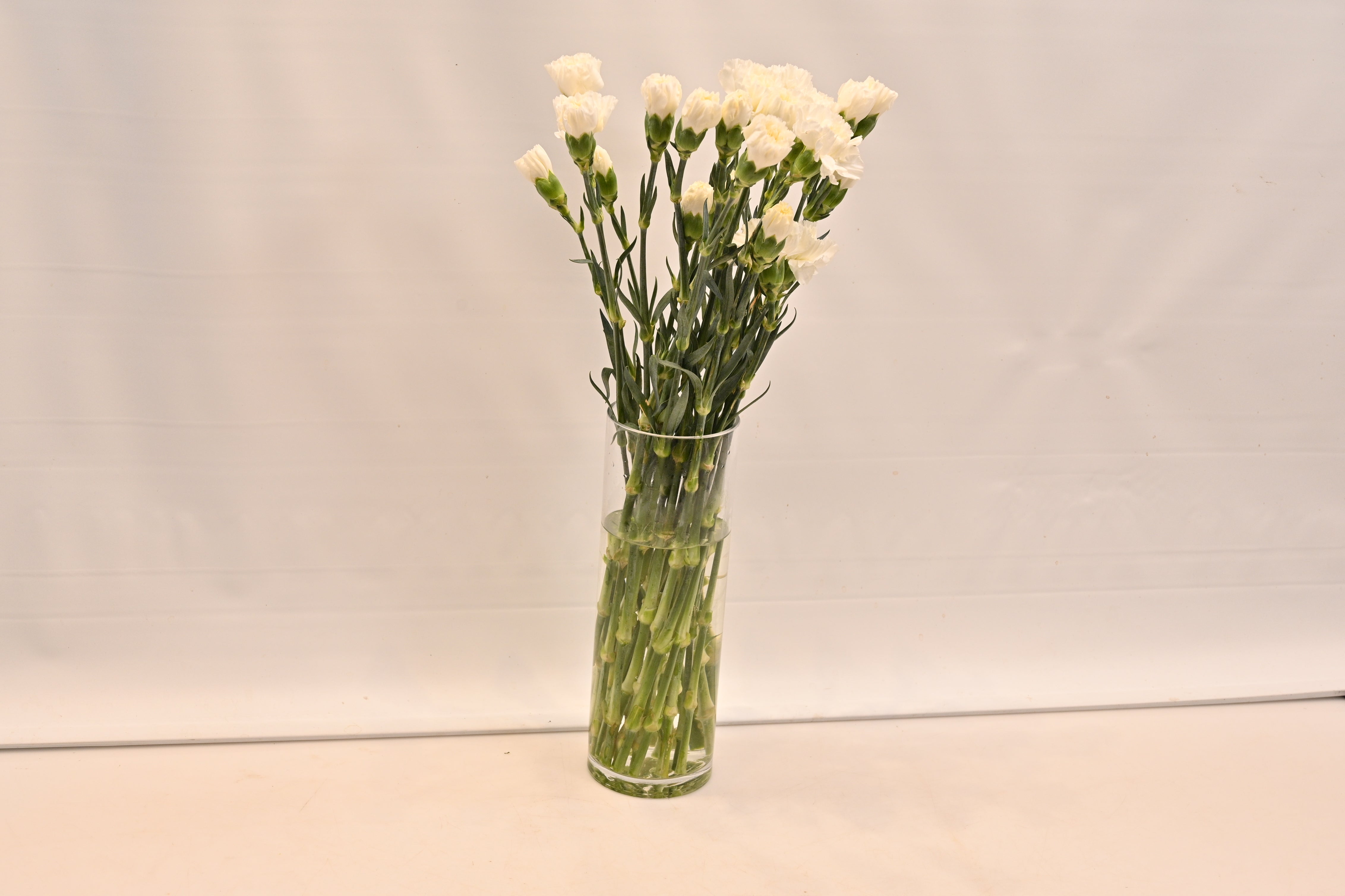 CARNATION WHITE Large