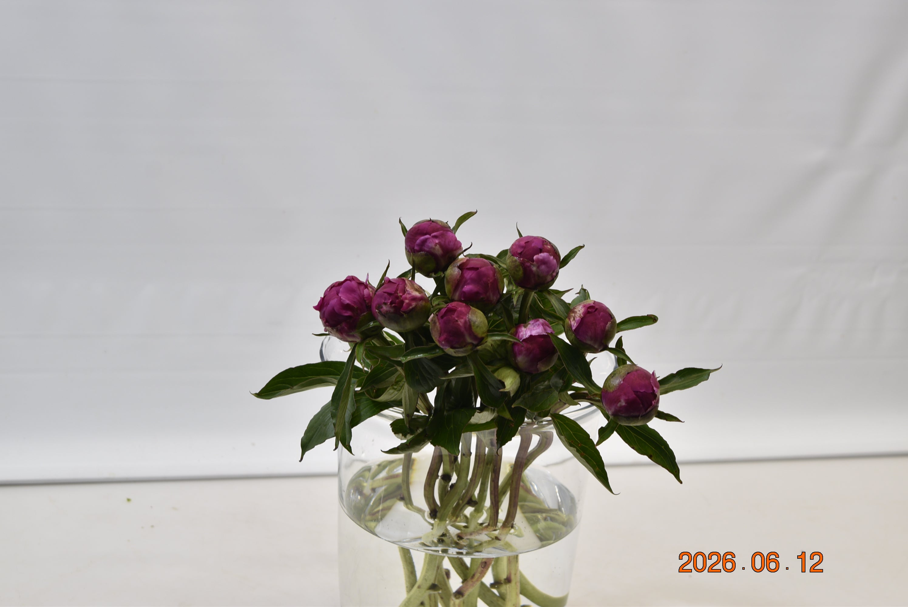 Peony Celebrity Large