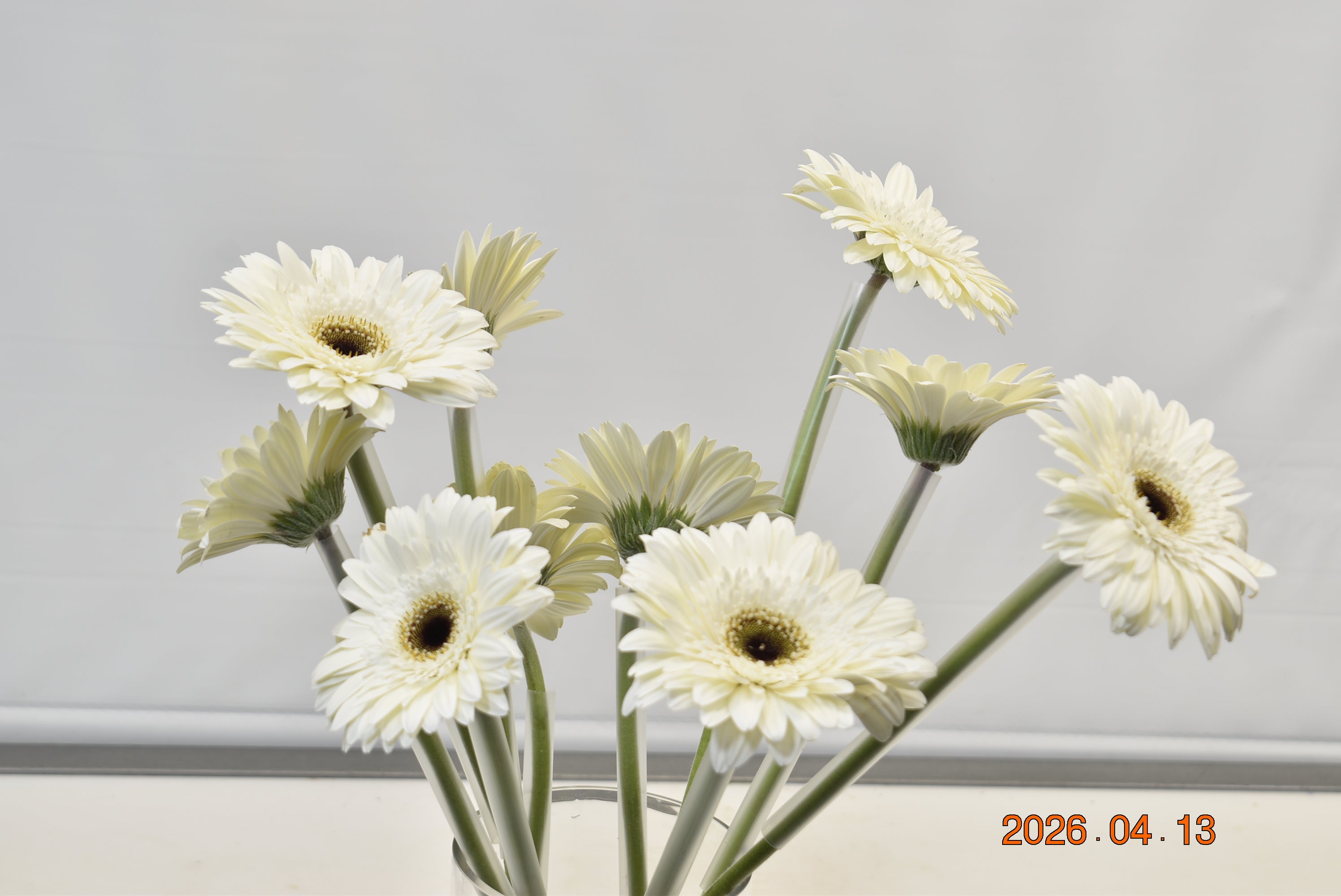 Gerbera Owen Large