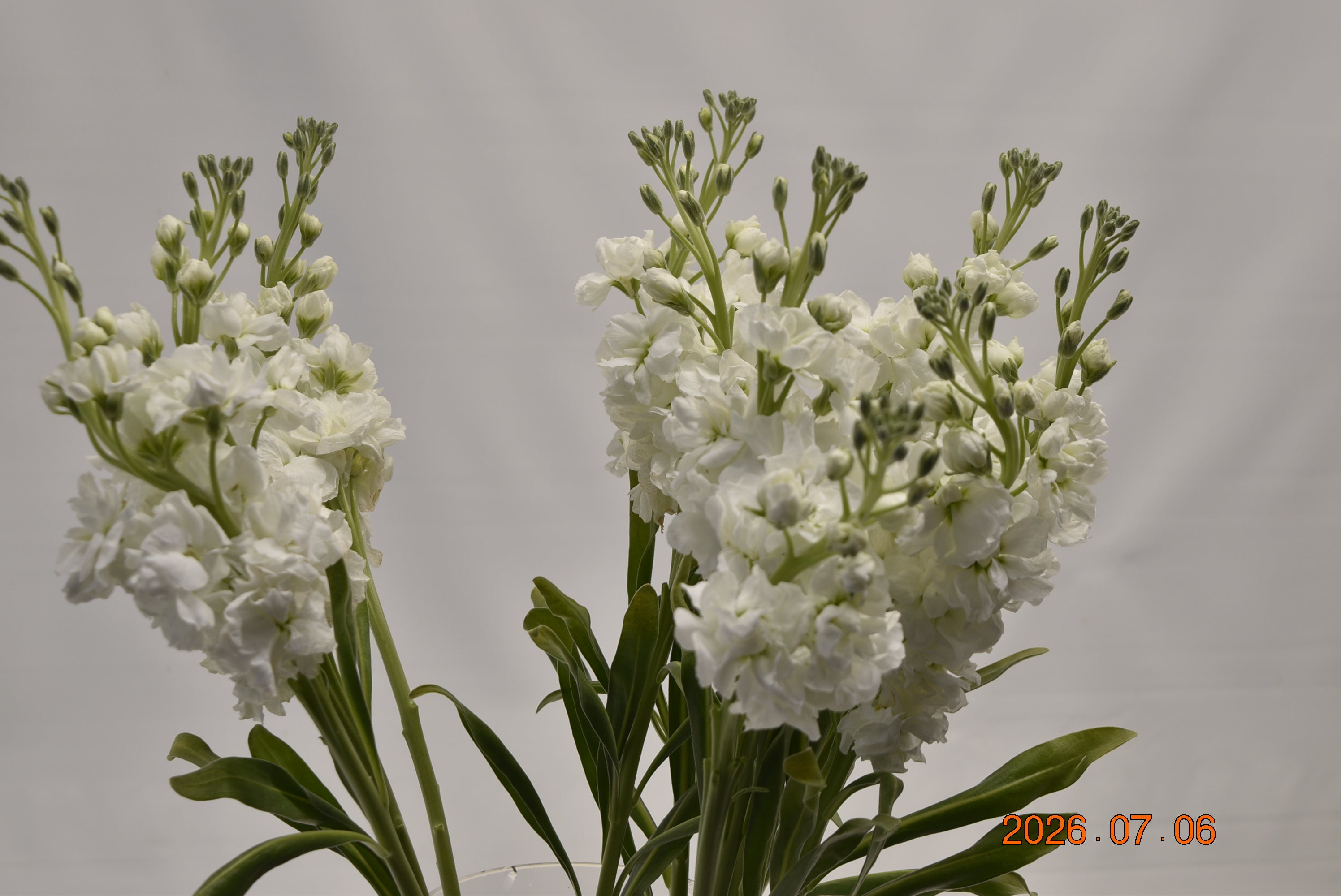 STOCK WHITE Large