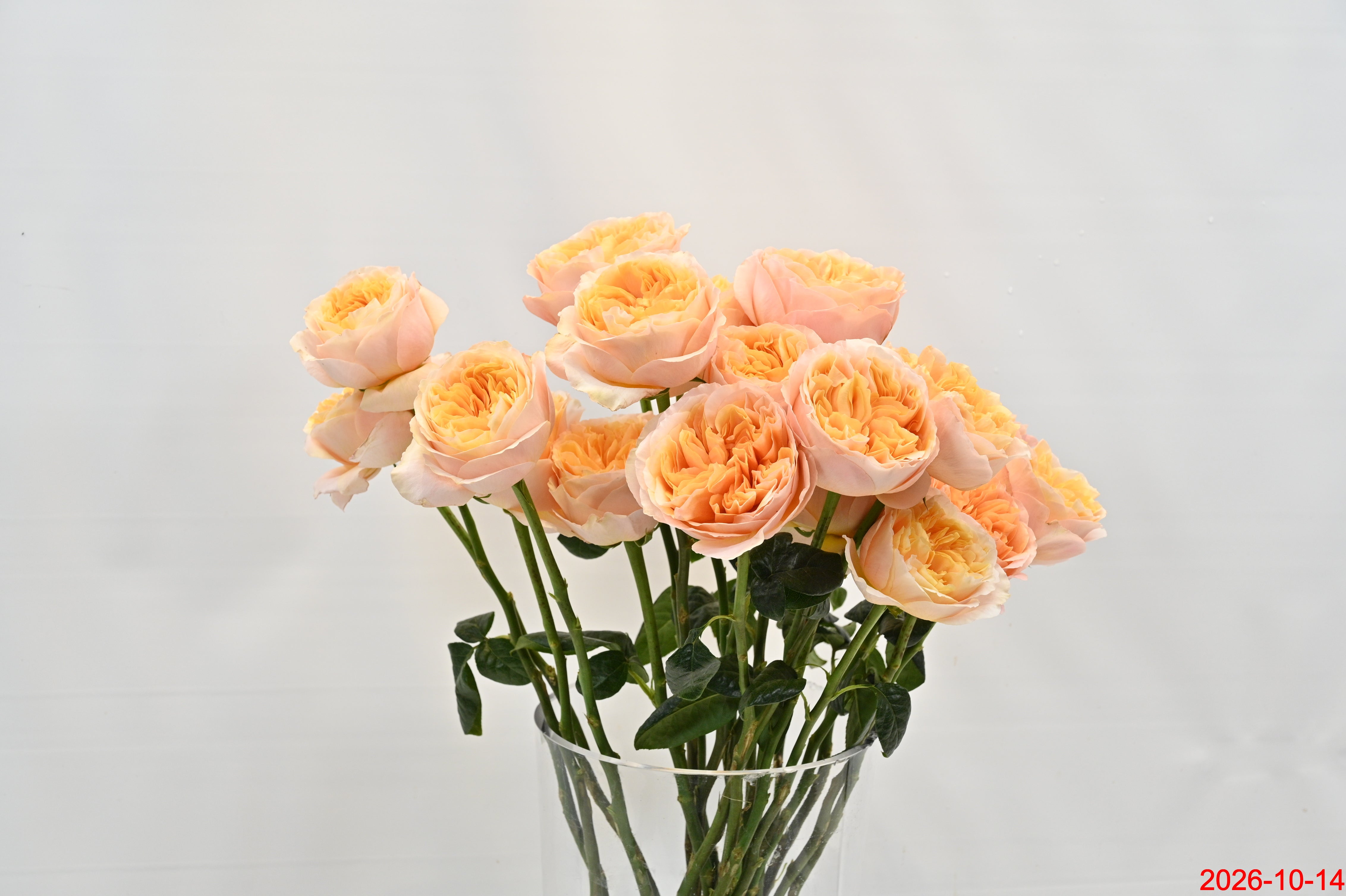 Rose Juicy Xpression Large