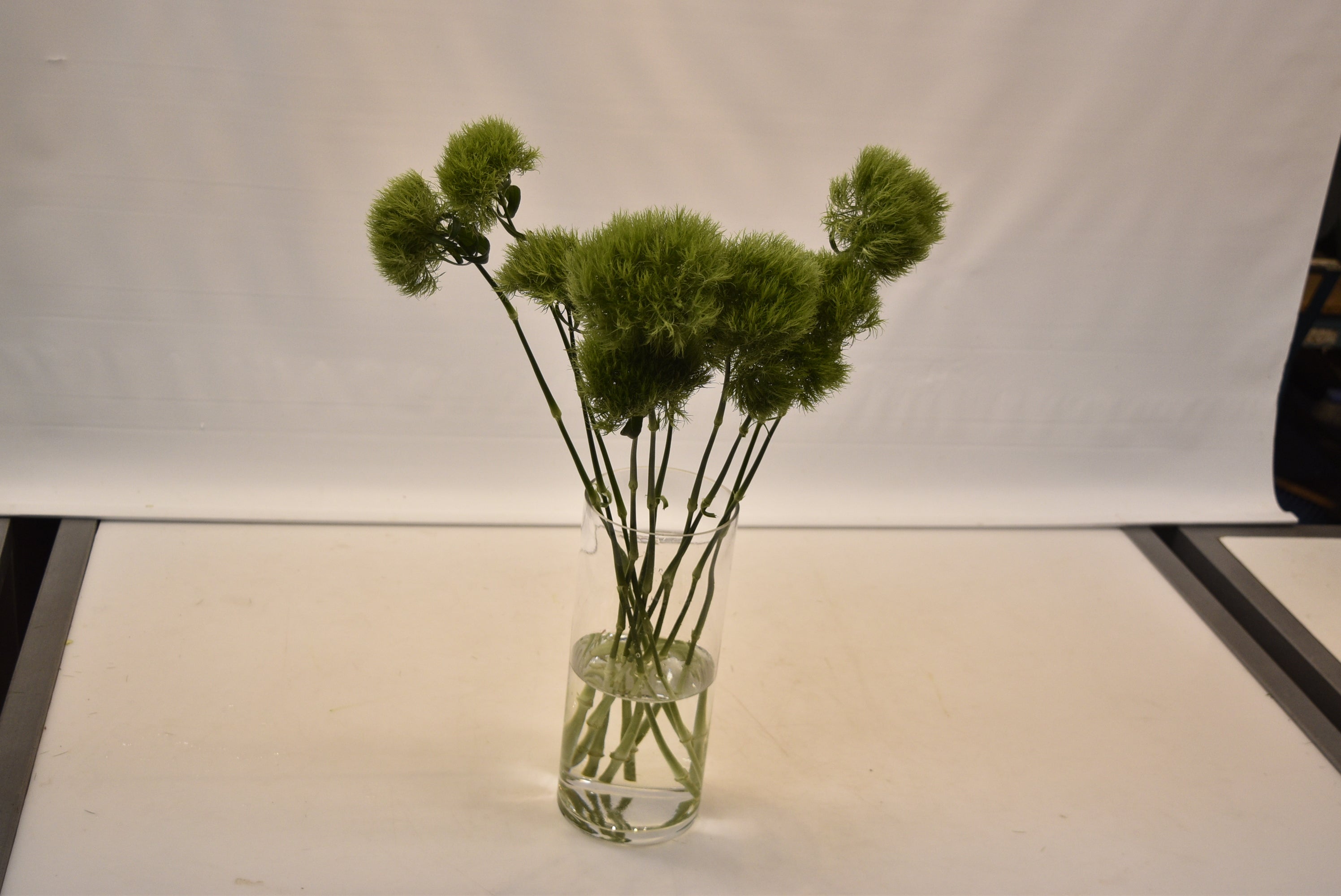 DIANTHUS GREEN BALL Large