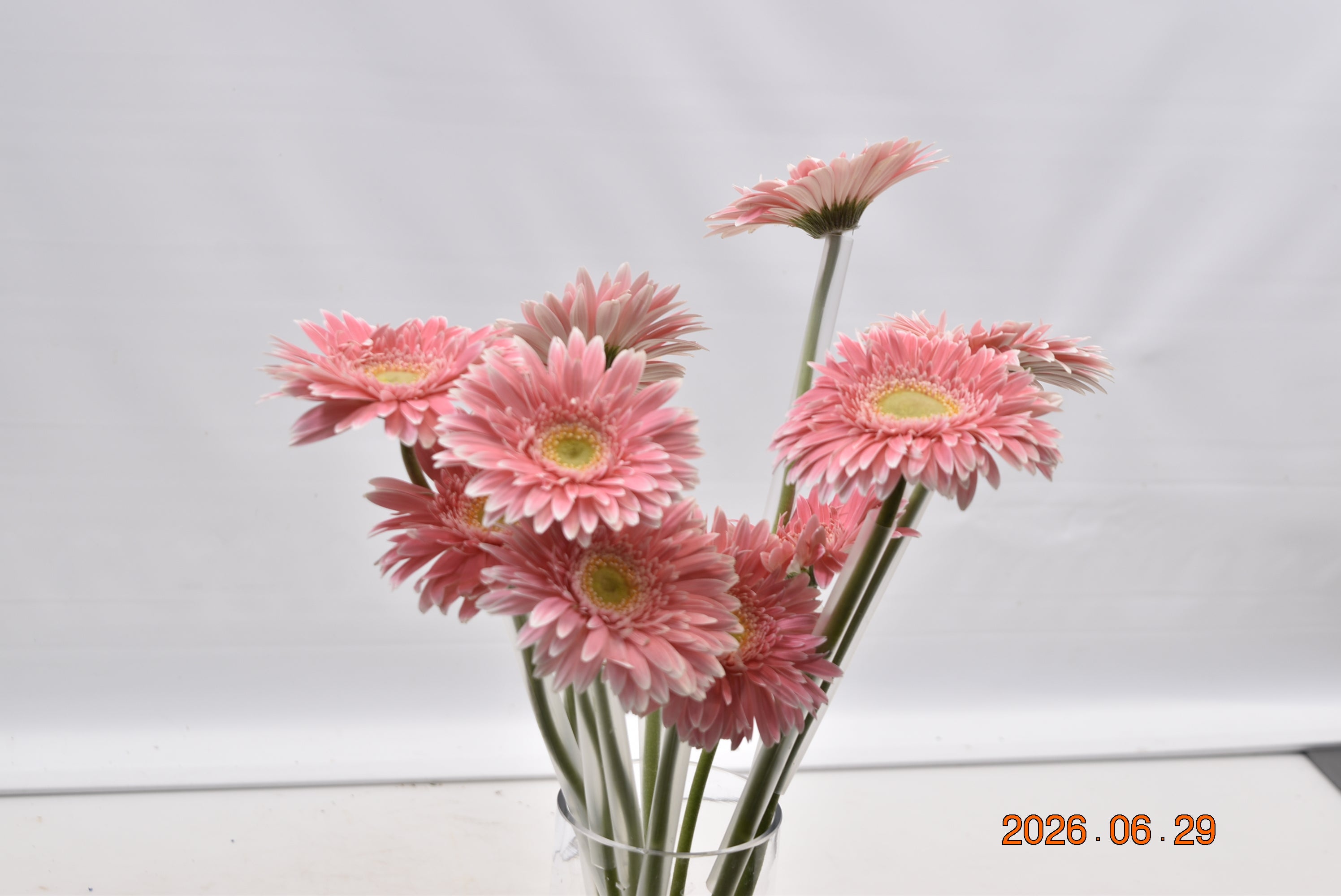 GERBERA SUGARBABE Large