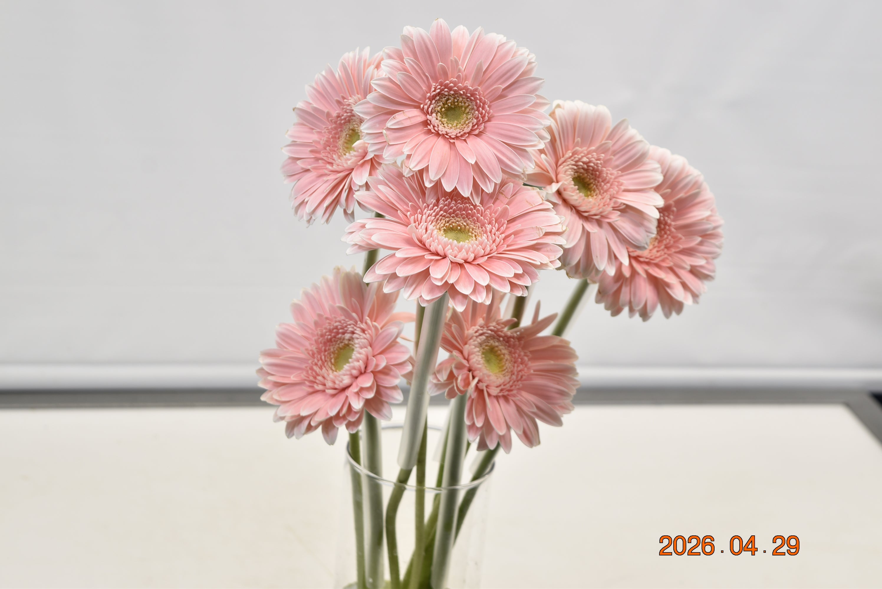 GERBERA SUGARBABE Large