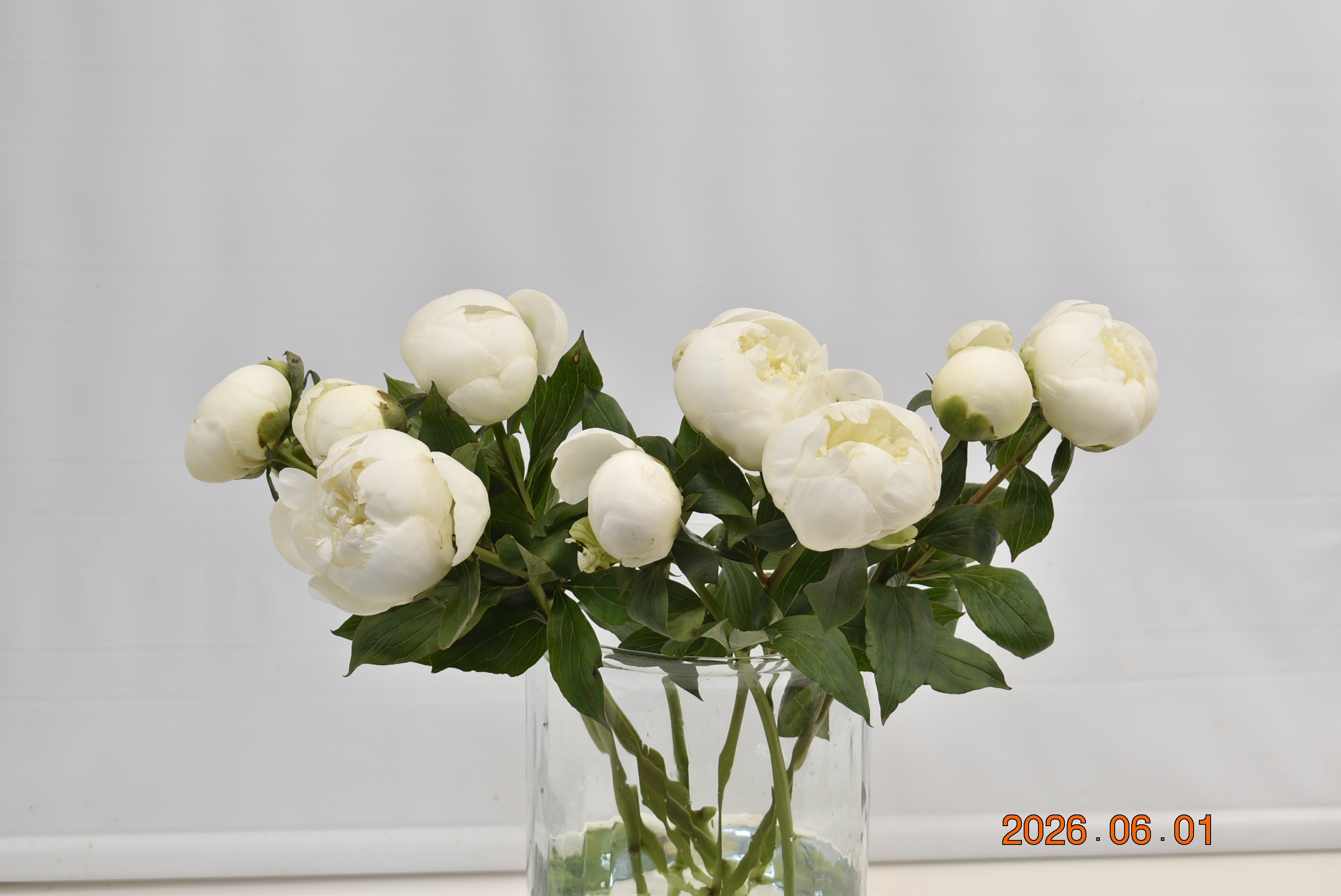 PEONY WHITE Large