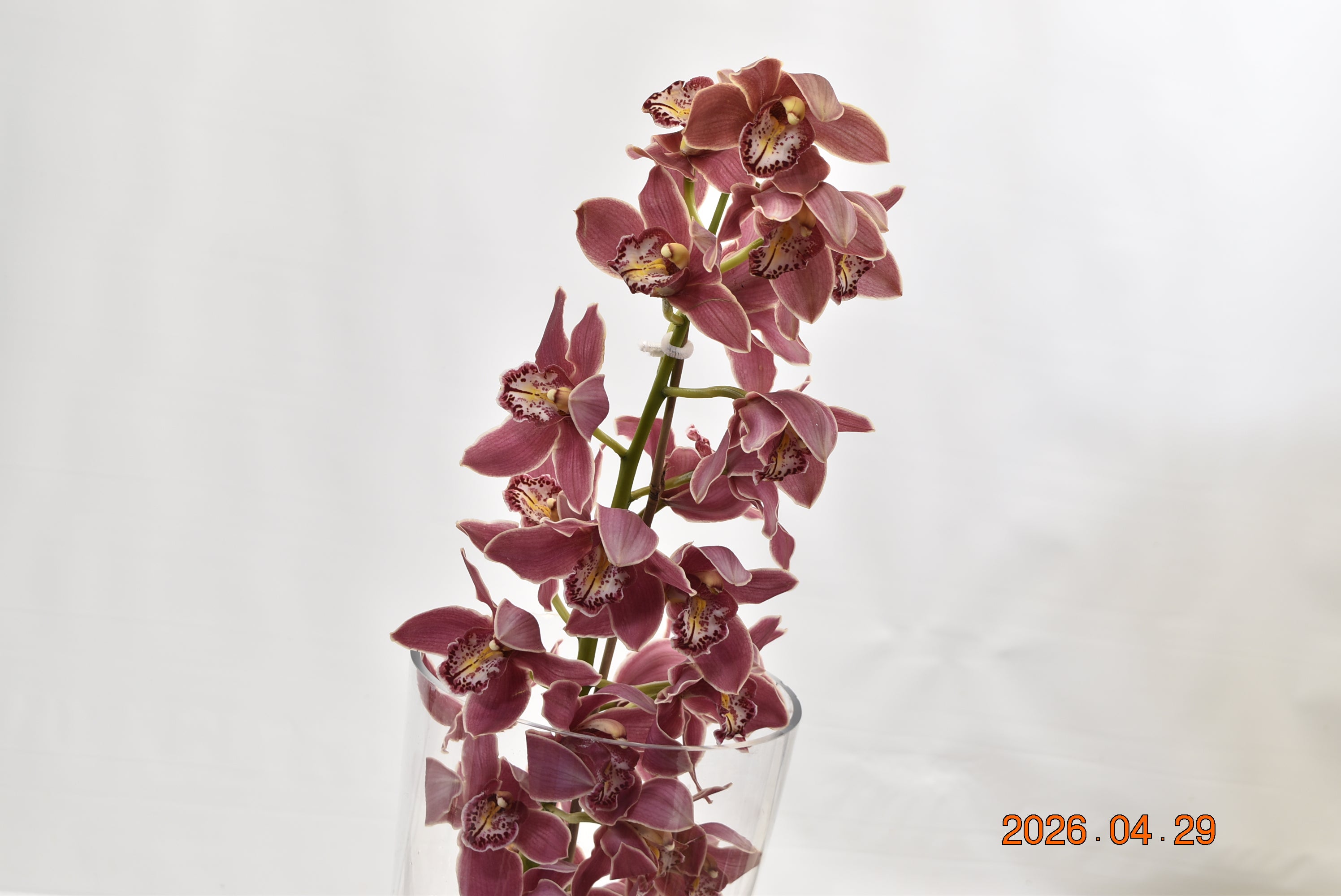 CYMBIDIUM BURGUNDY PER BLOOM Large