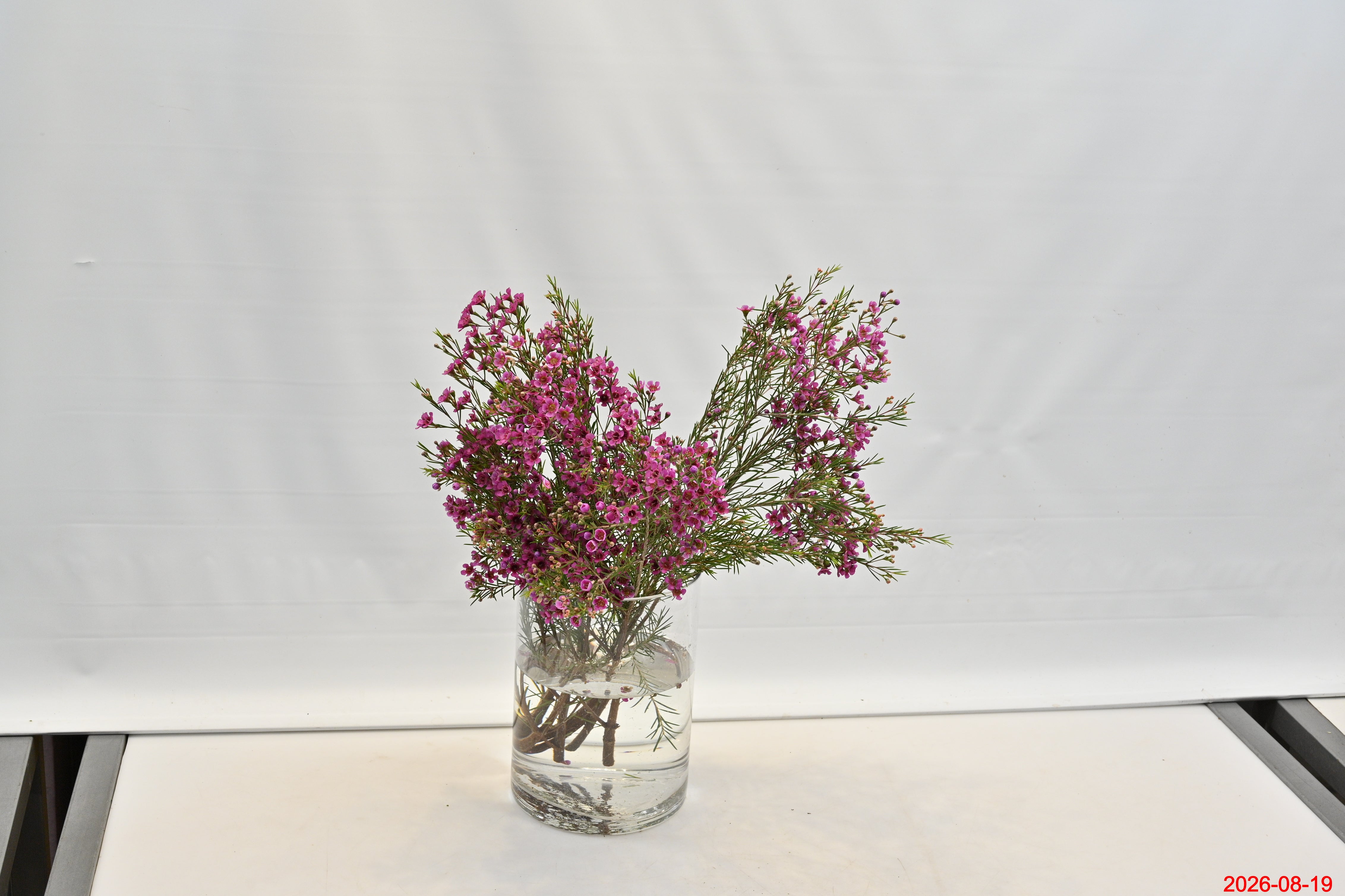 WAXFLOWER PINK 300G Large