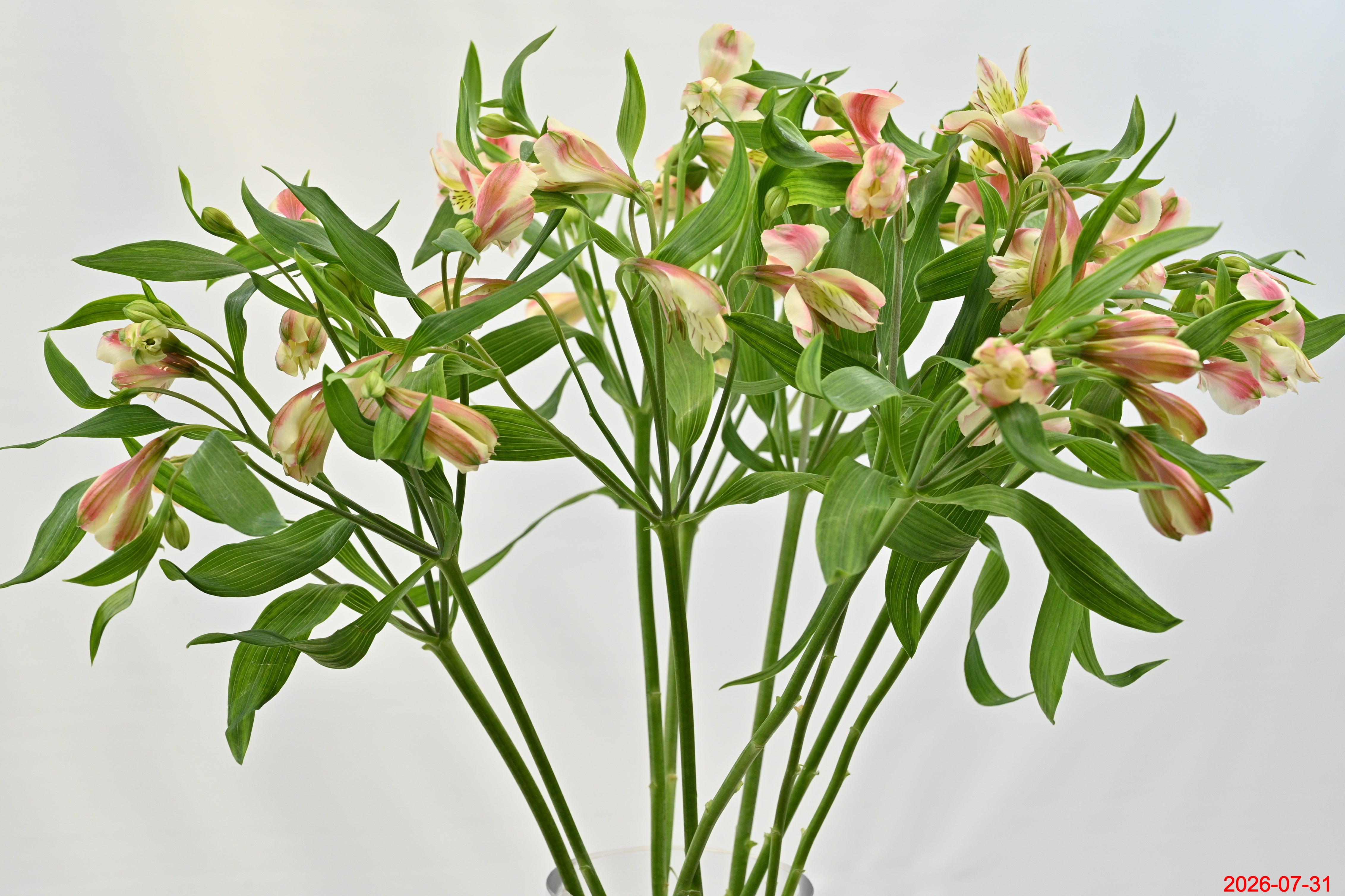 ALSTROEMERIA REBECCA Large