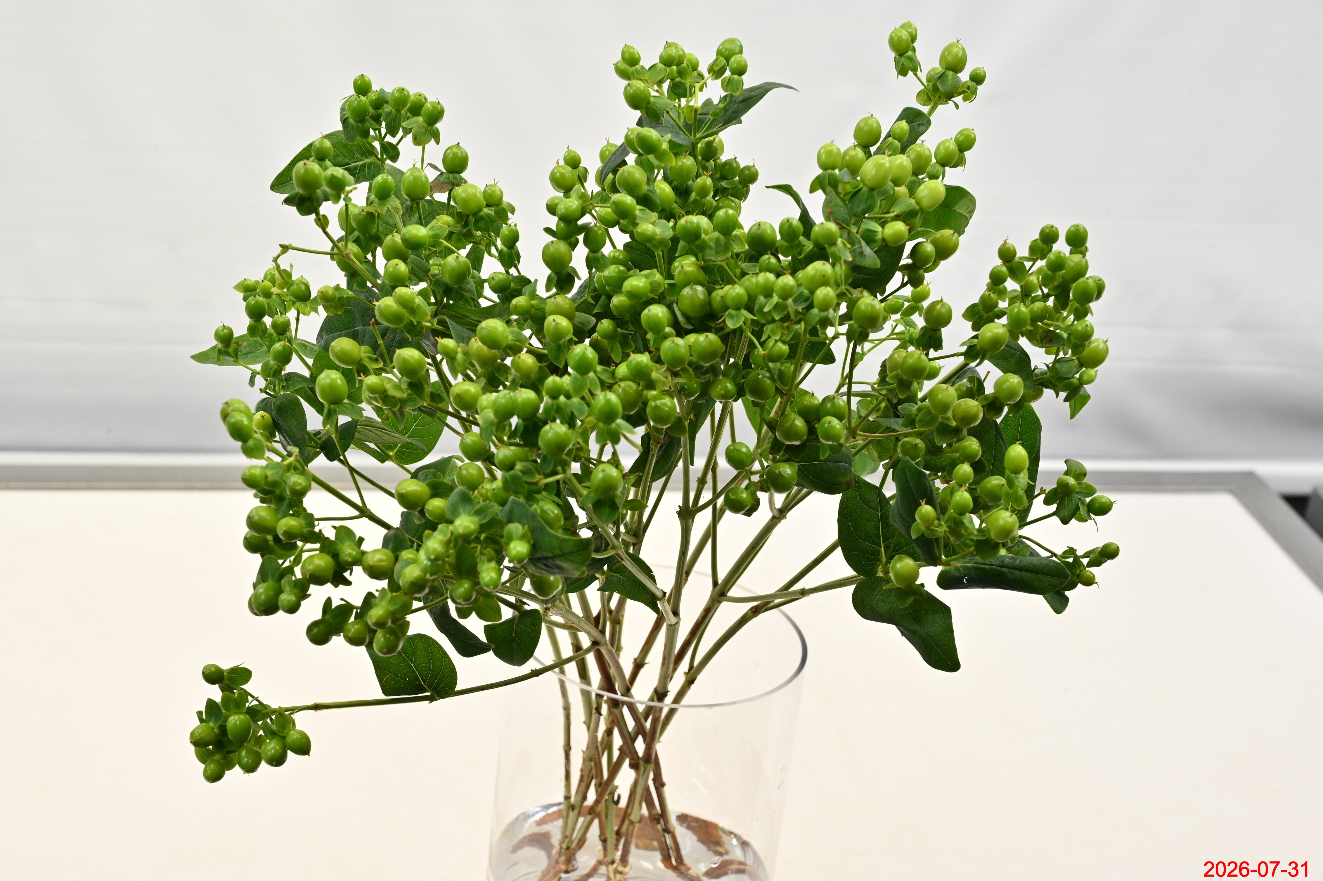 Hypericum Coco Bamboo Large